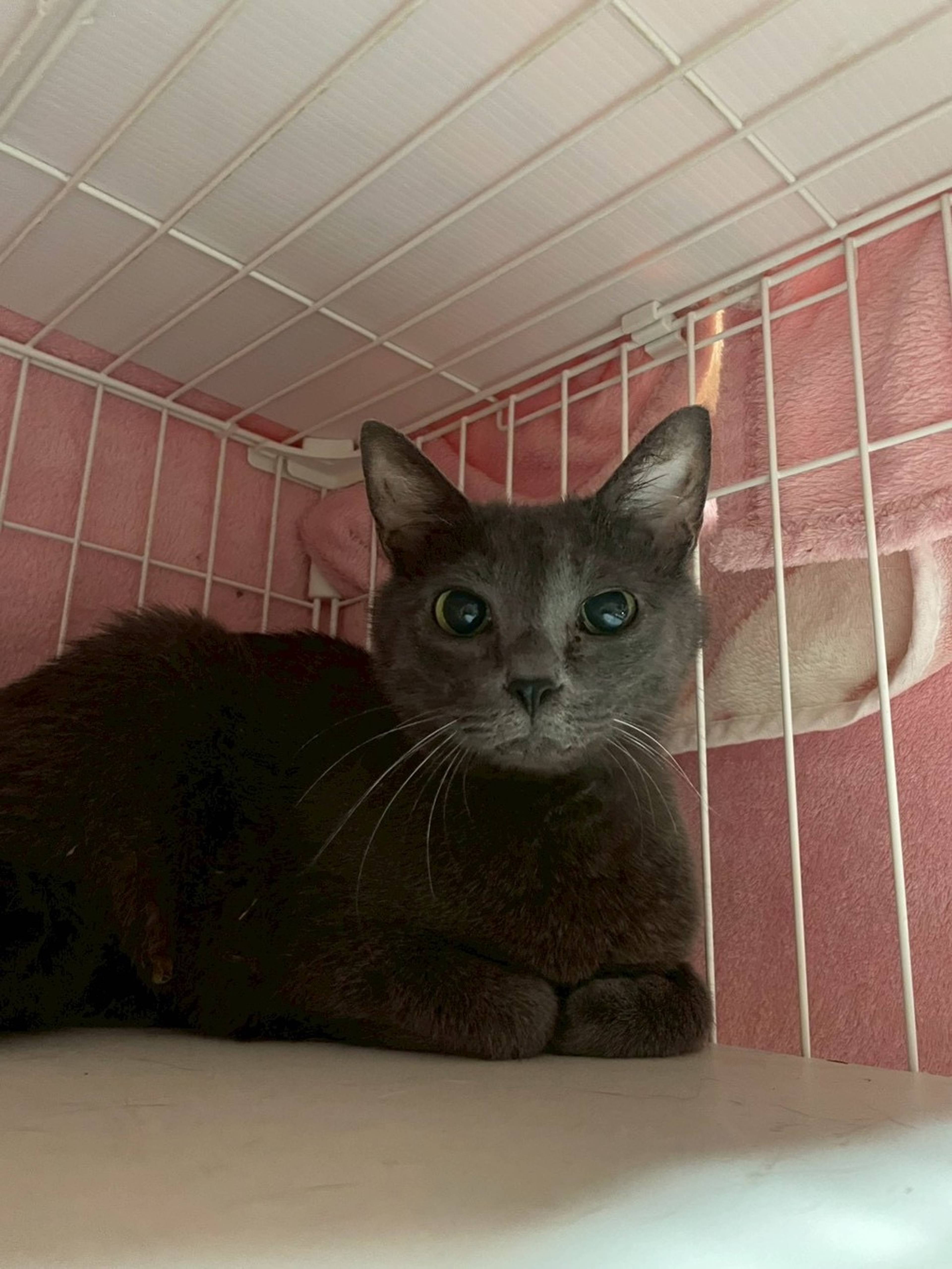 雑種（ミックス猫）・メスの里親募集の写真