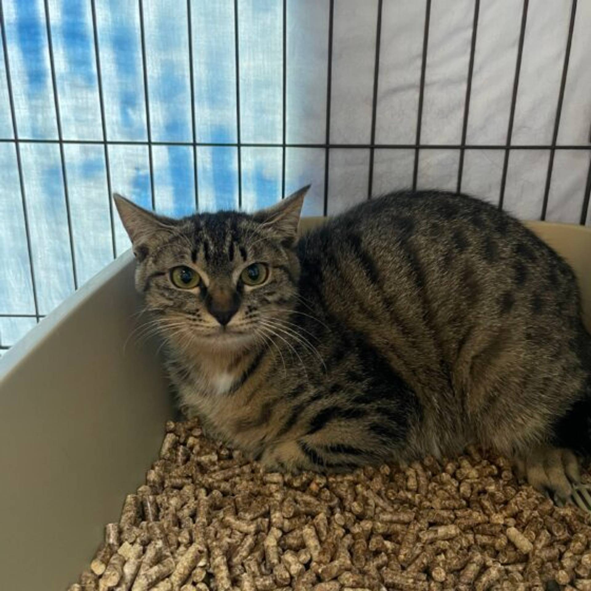 雑種（ミックス猫）・メスの里親募集の写真