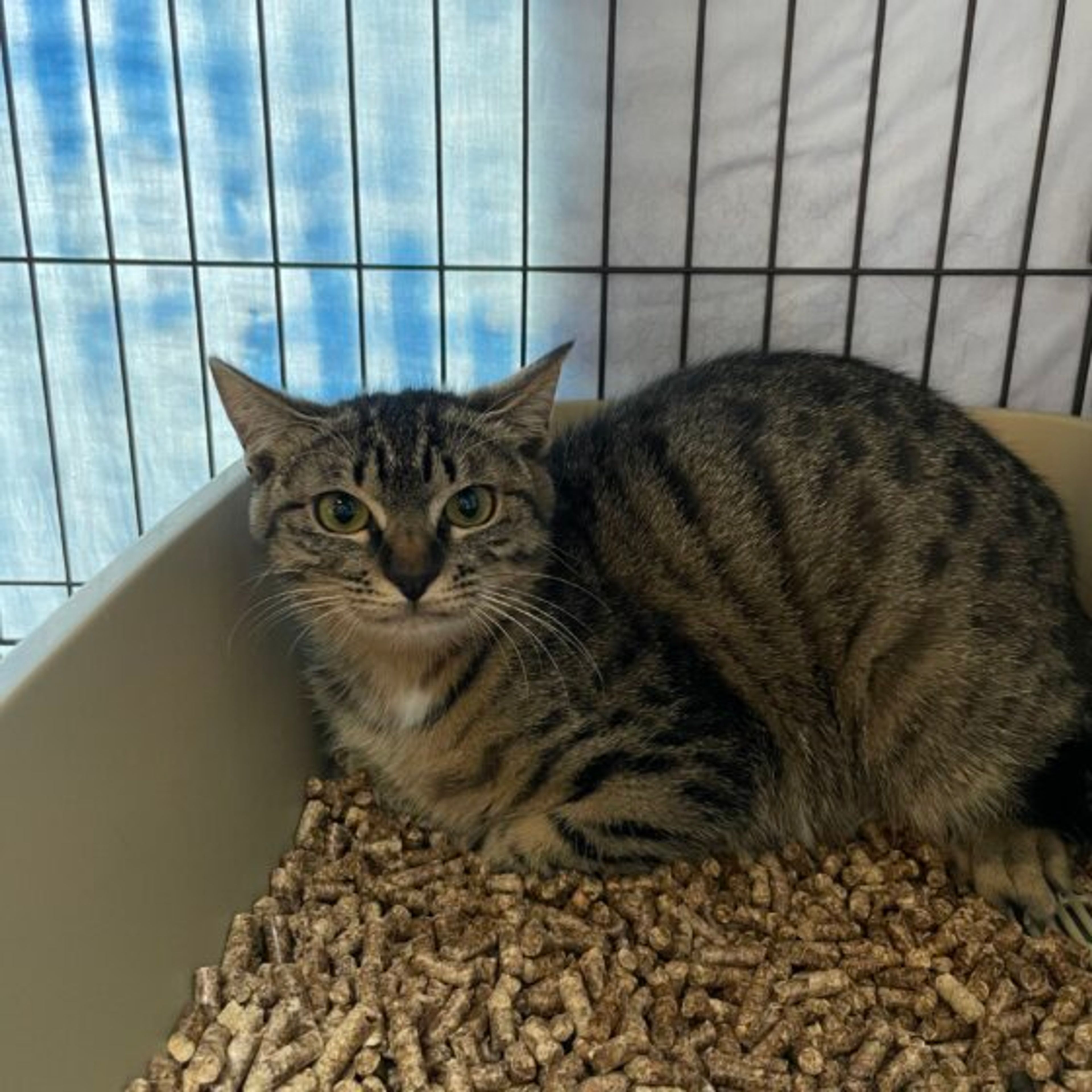 雑種（ミックス猫）・メスの里親募集の写真