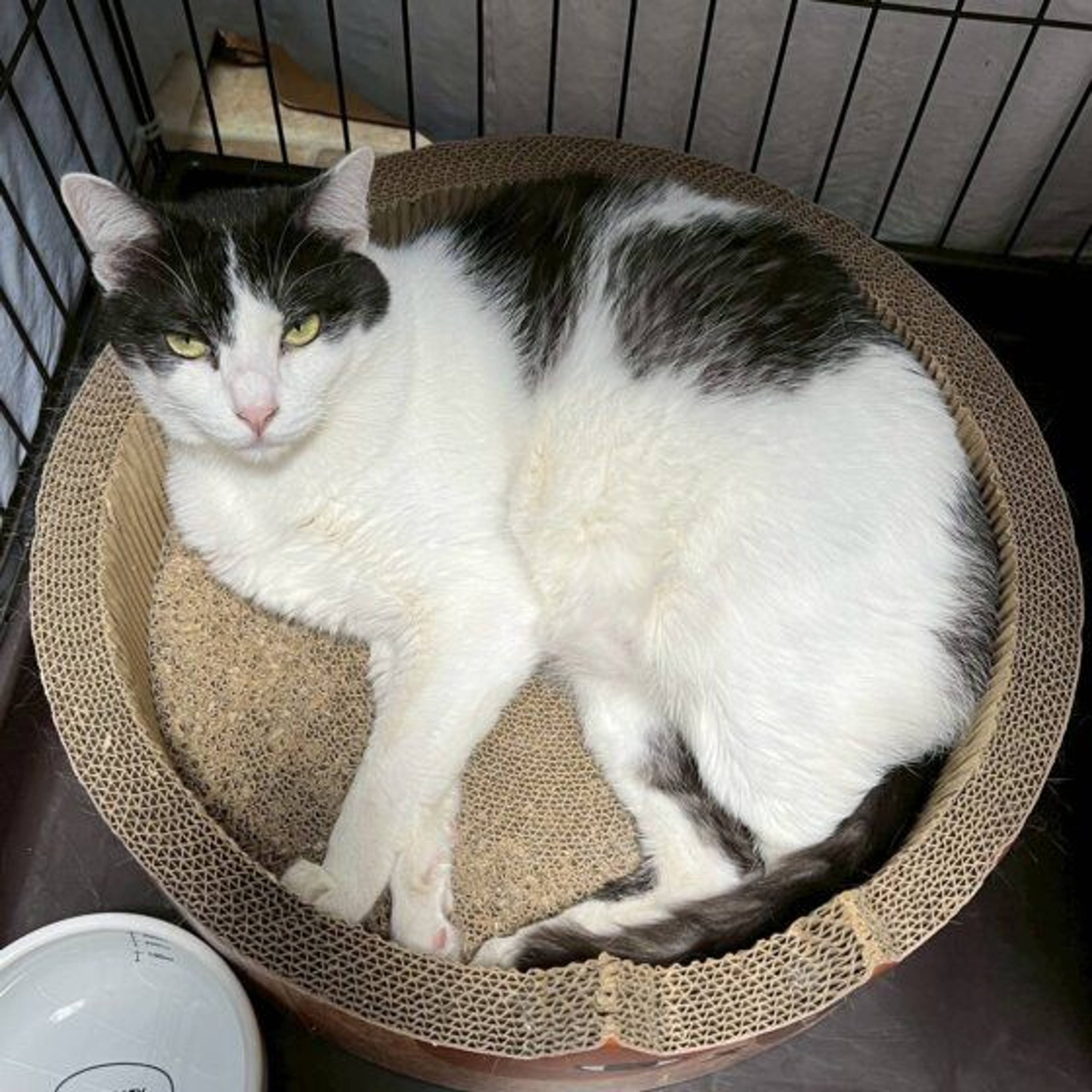 雑種（ミックス猫）・オスの里親募集の写真