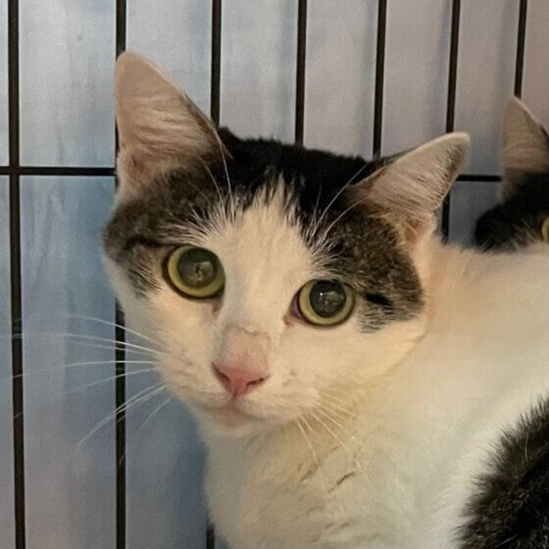 雑種（ミックス猫）・メスの里親募集の写真