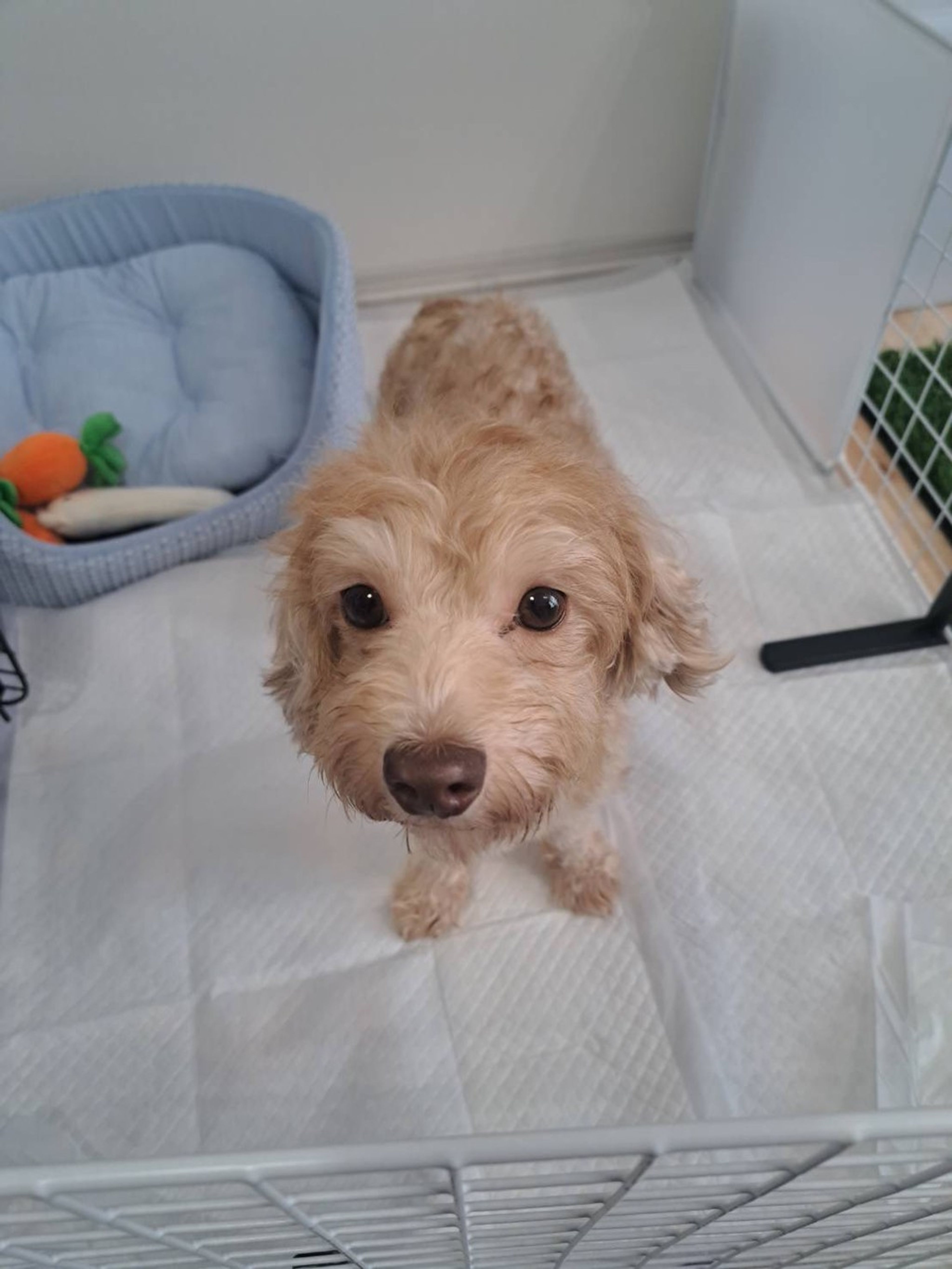 雑種（ミックス犬）・メスの里親募集の写真