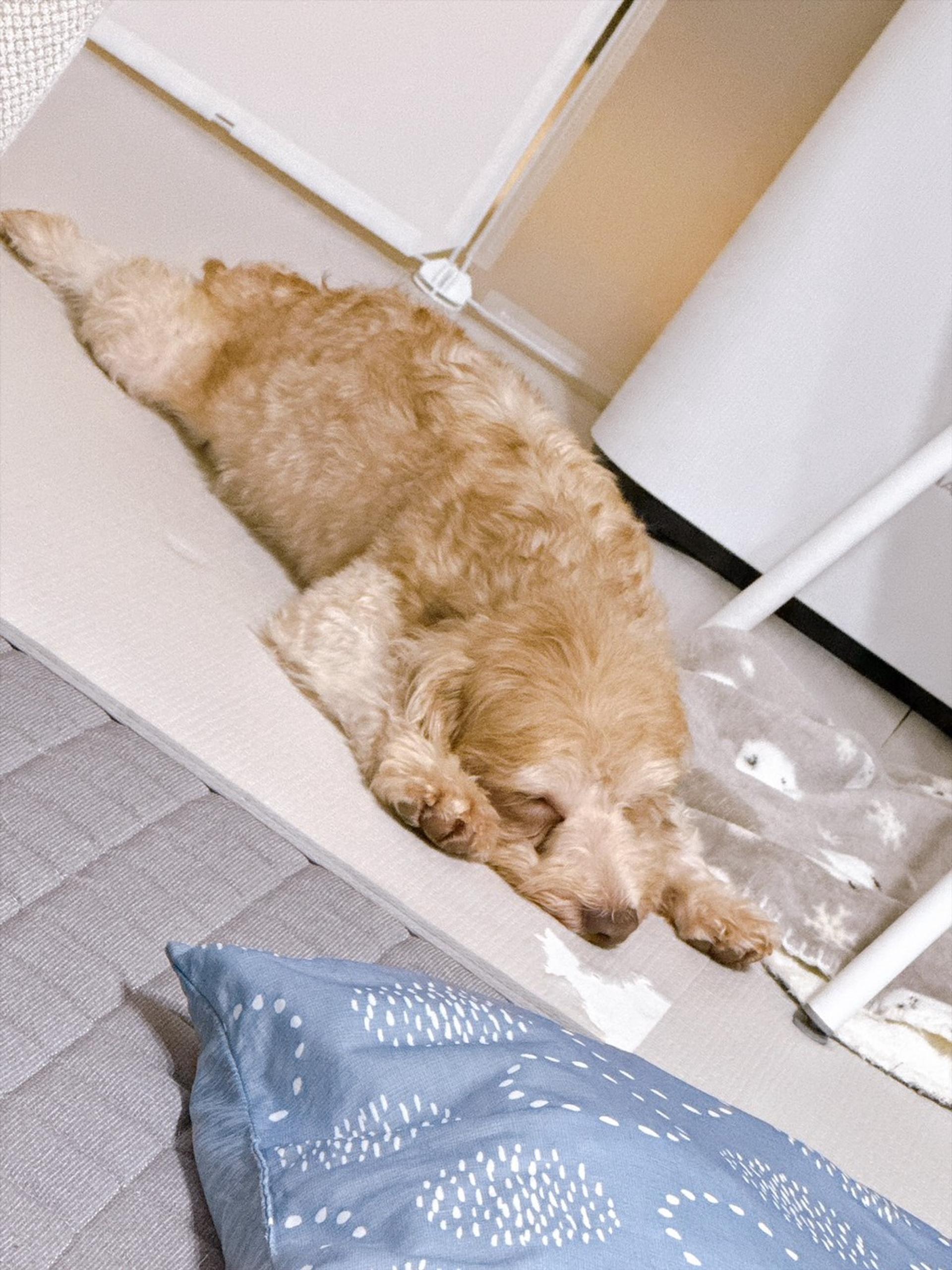 pet-image-2