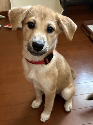 つむぎの写真