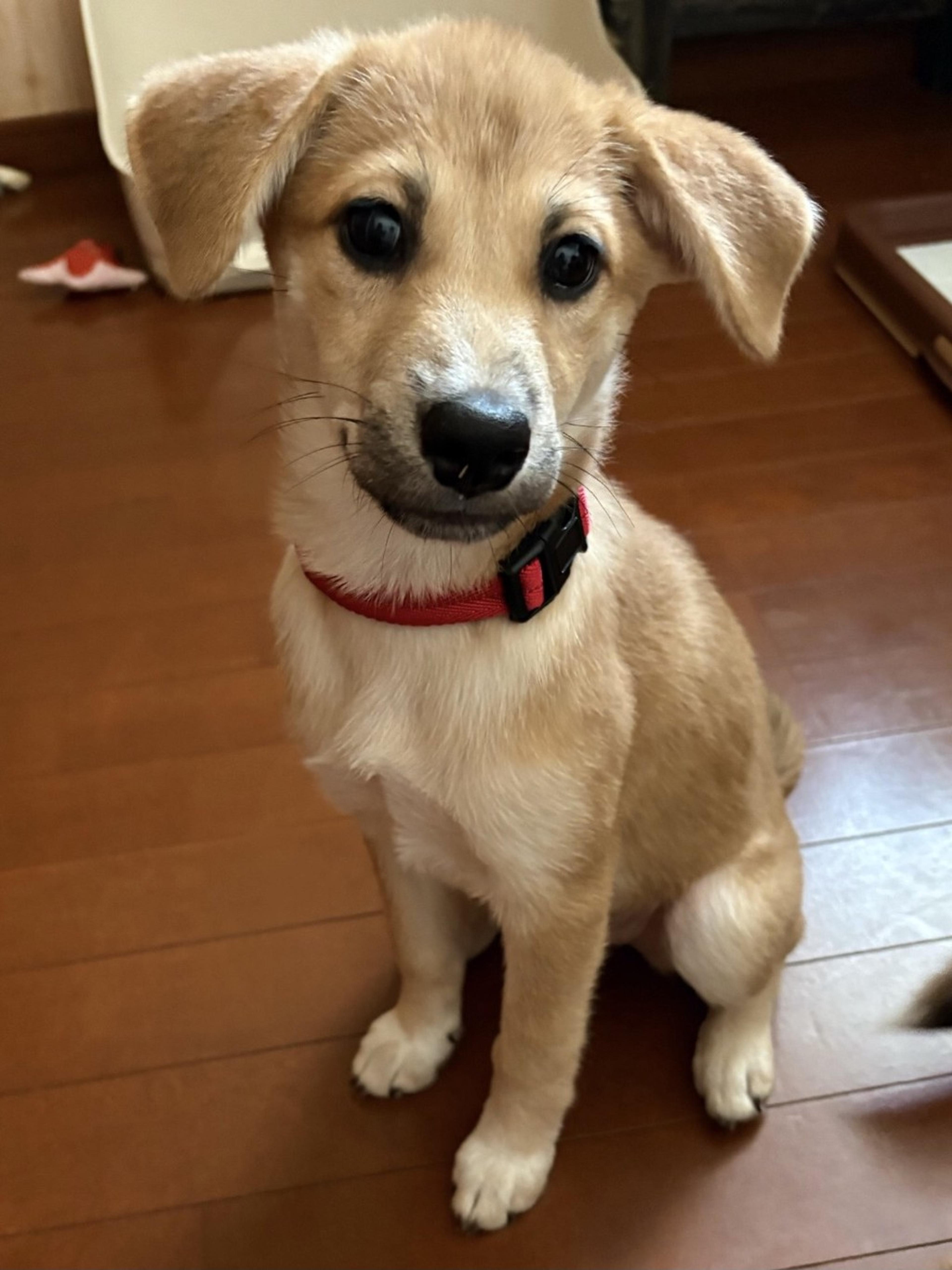 pet-image-2