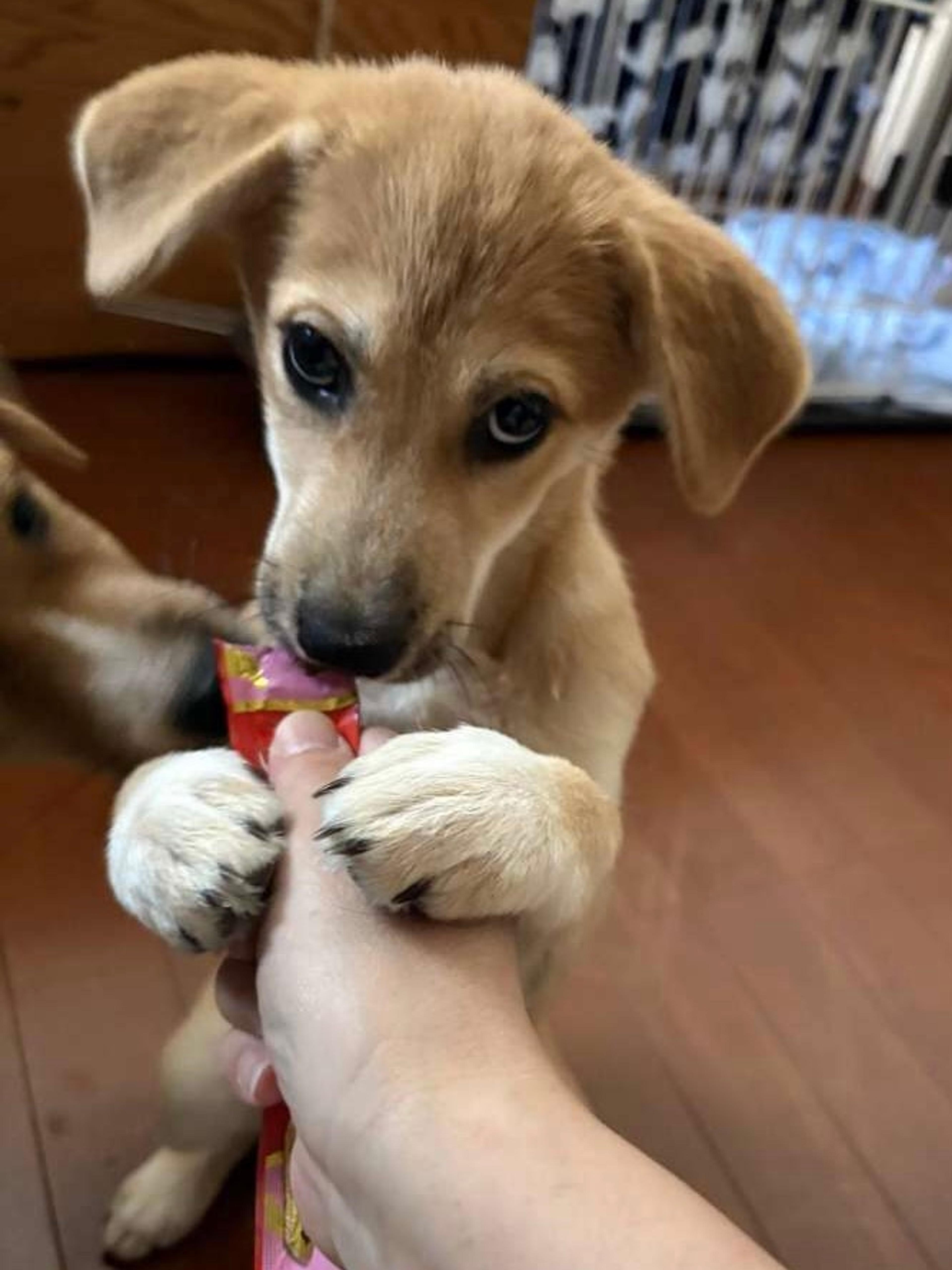 pet-image-4