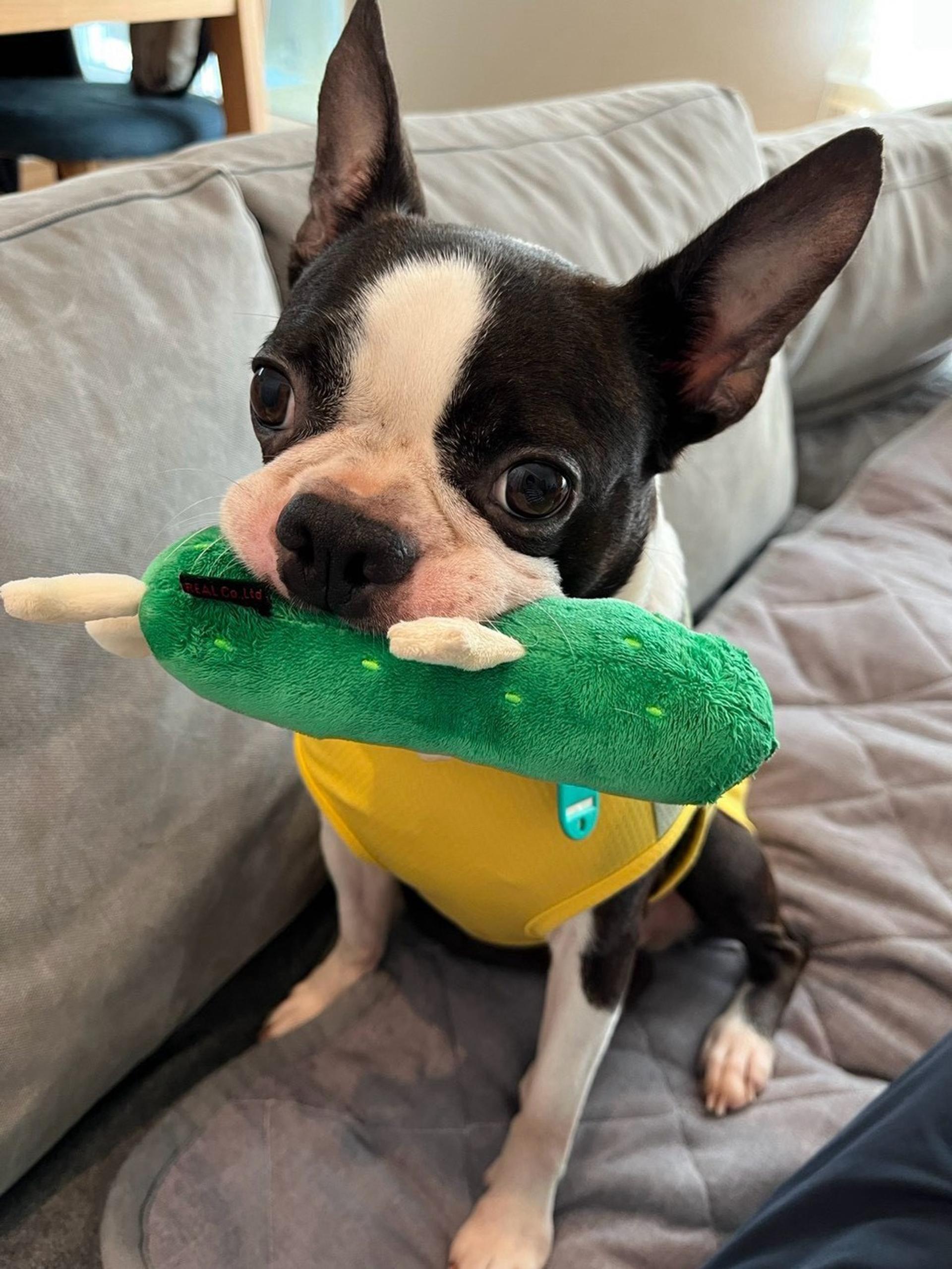 pet-image-2