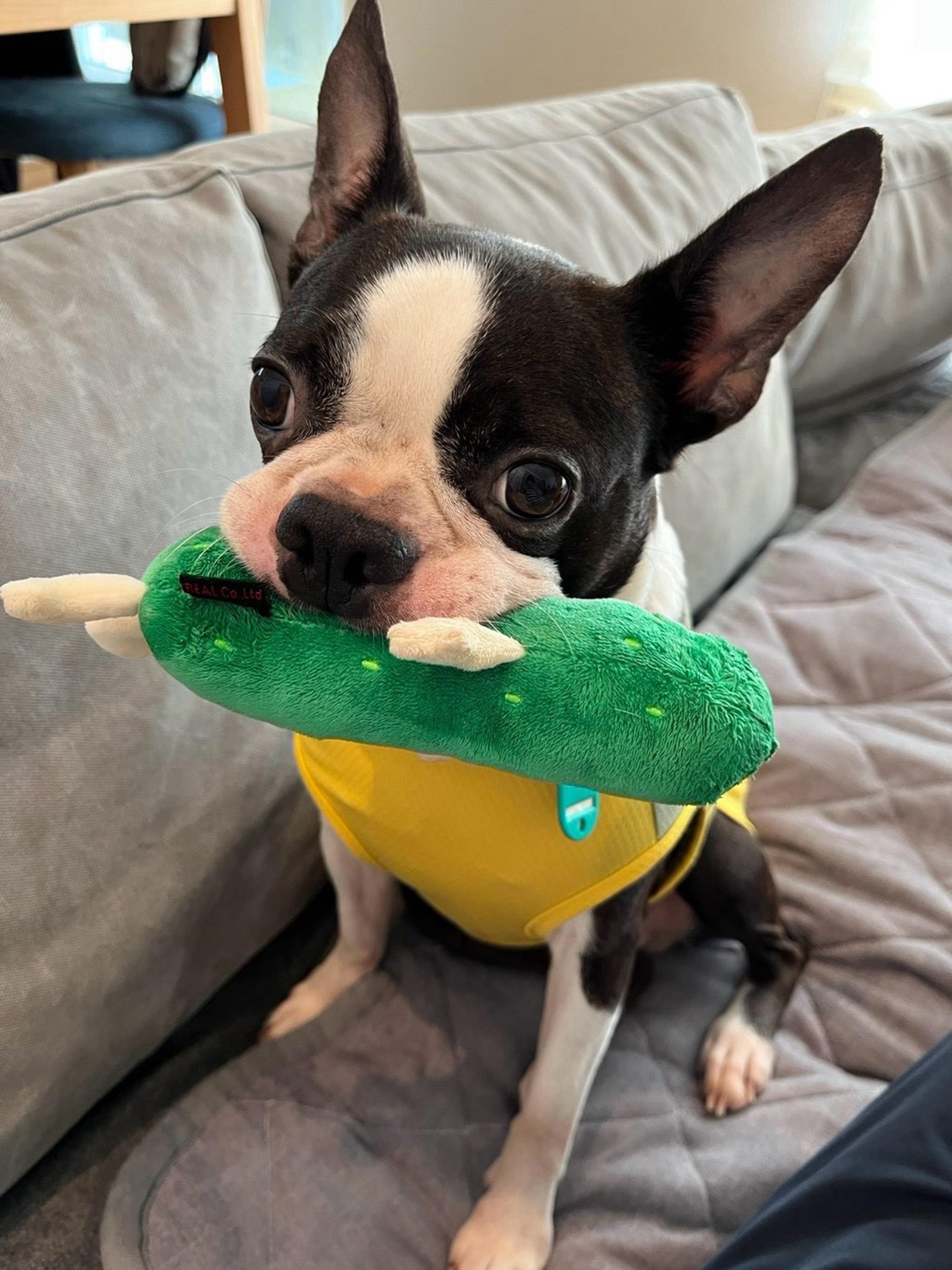 pet-image-2