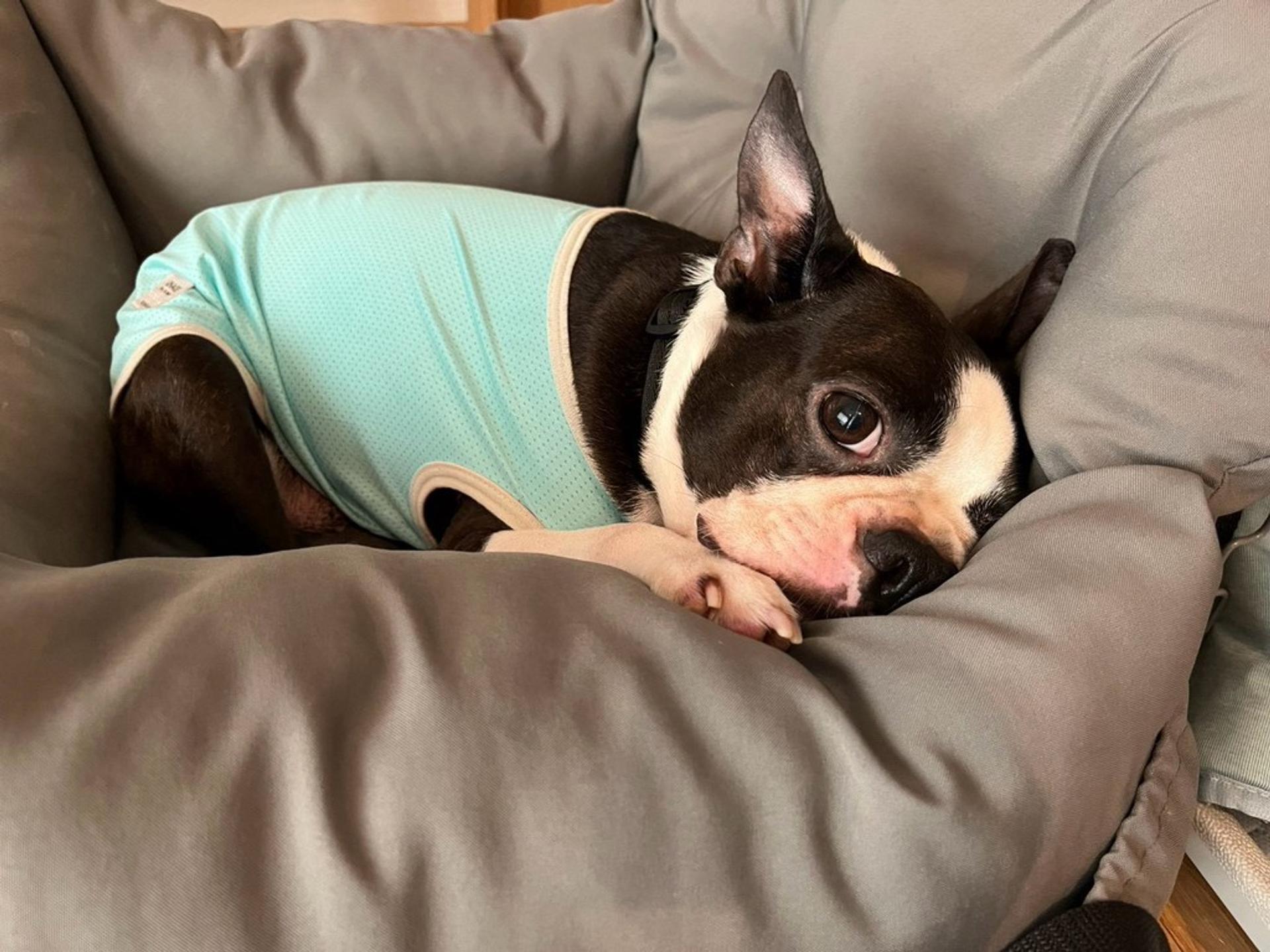 pet-image-4
