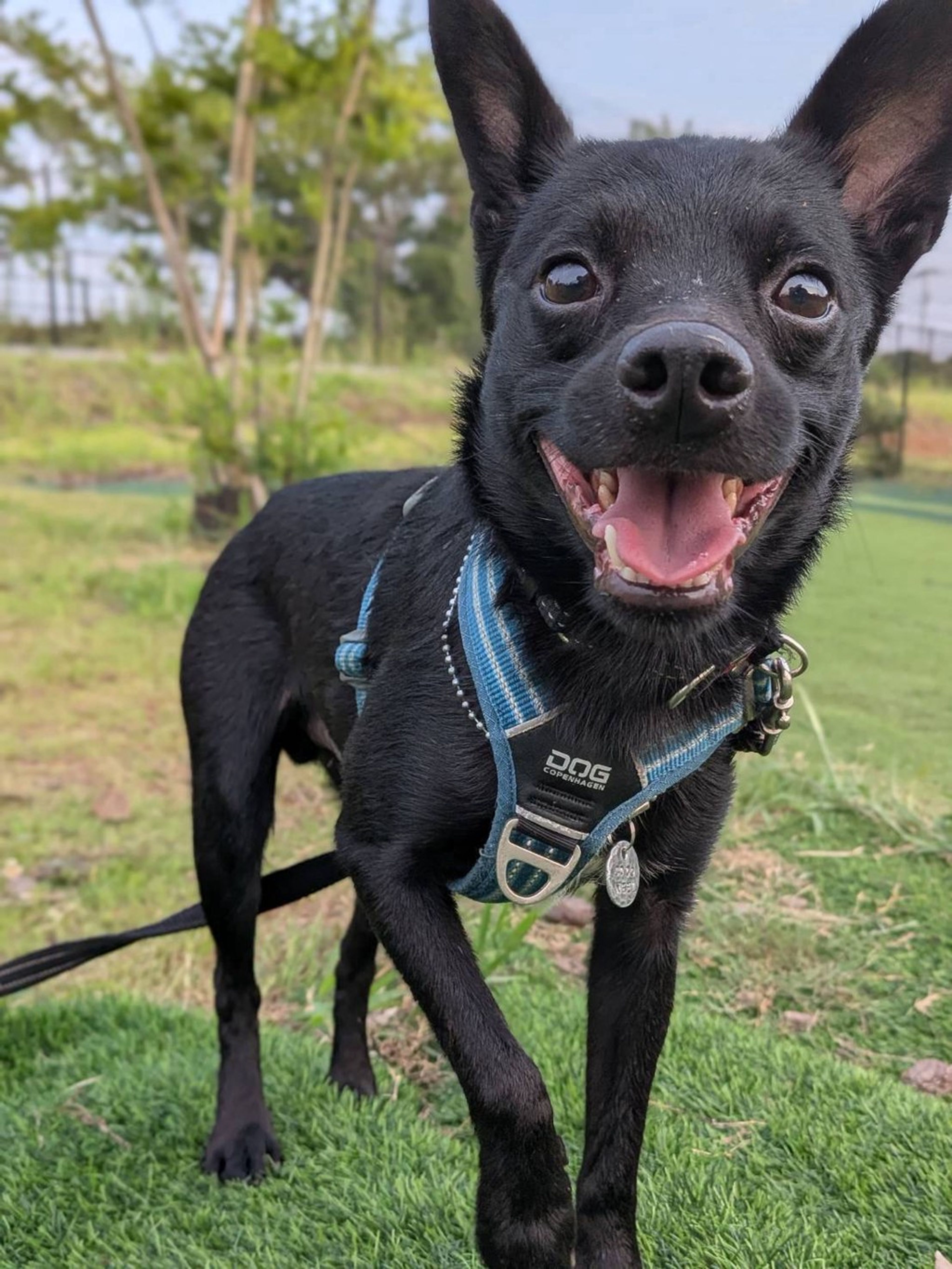 雑種（ミックス犬）・オスの里親募集の写真