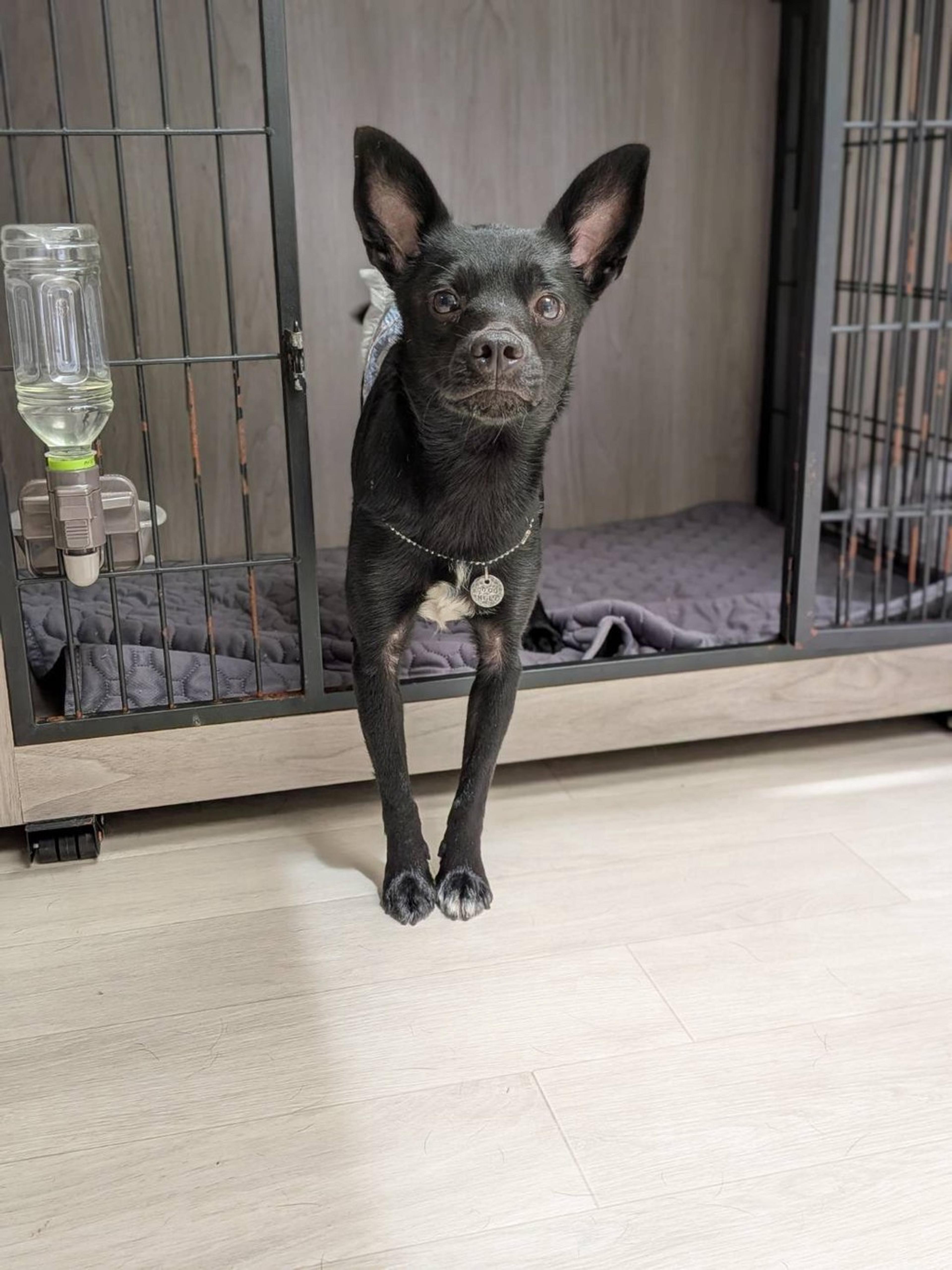 pet-image-2