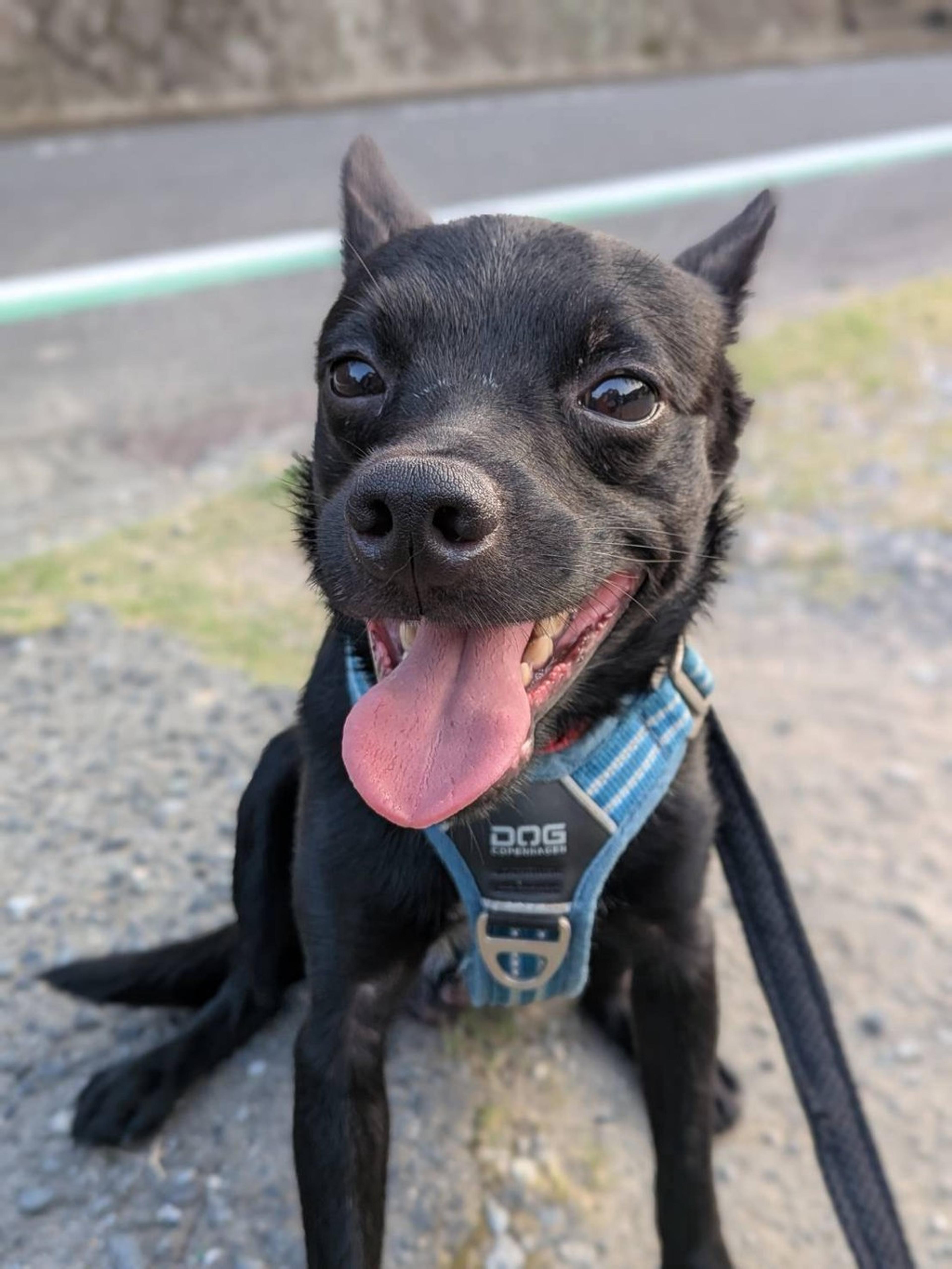 pet-image-4