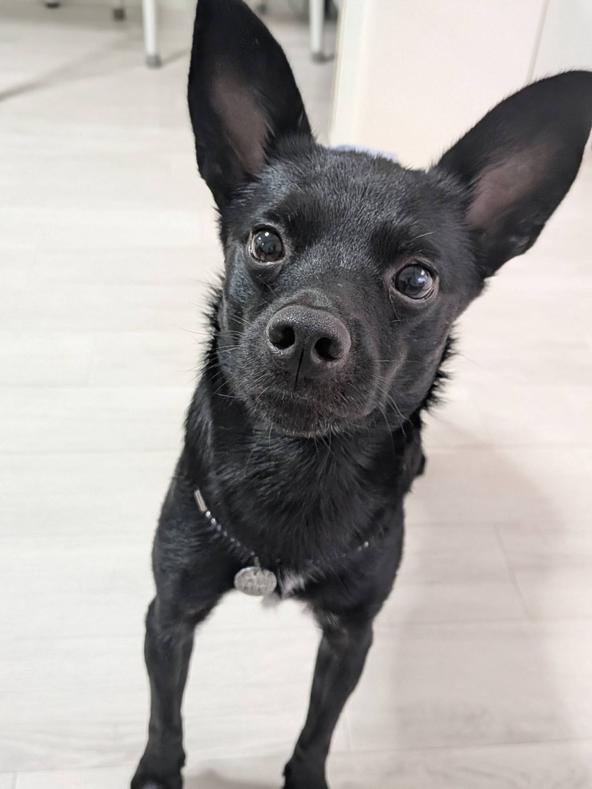 雑種（ミックス犬）・オスの里親募集の写真