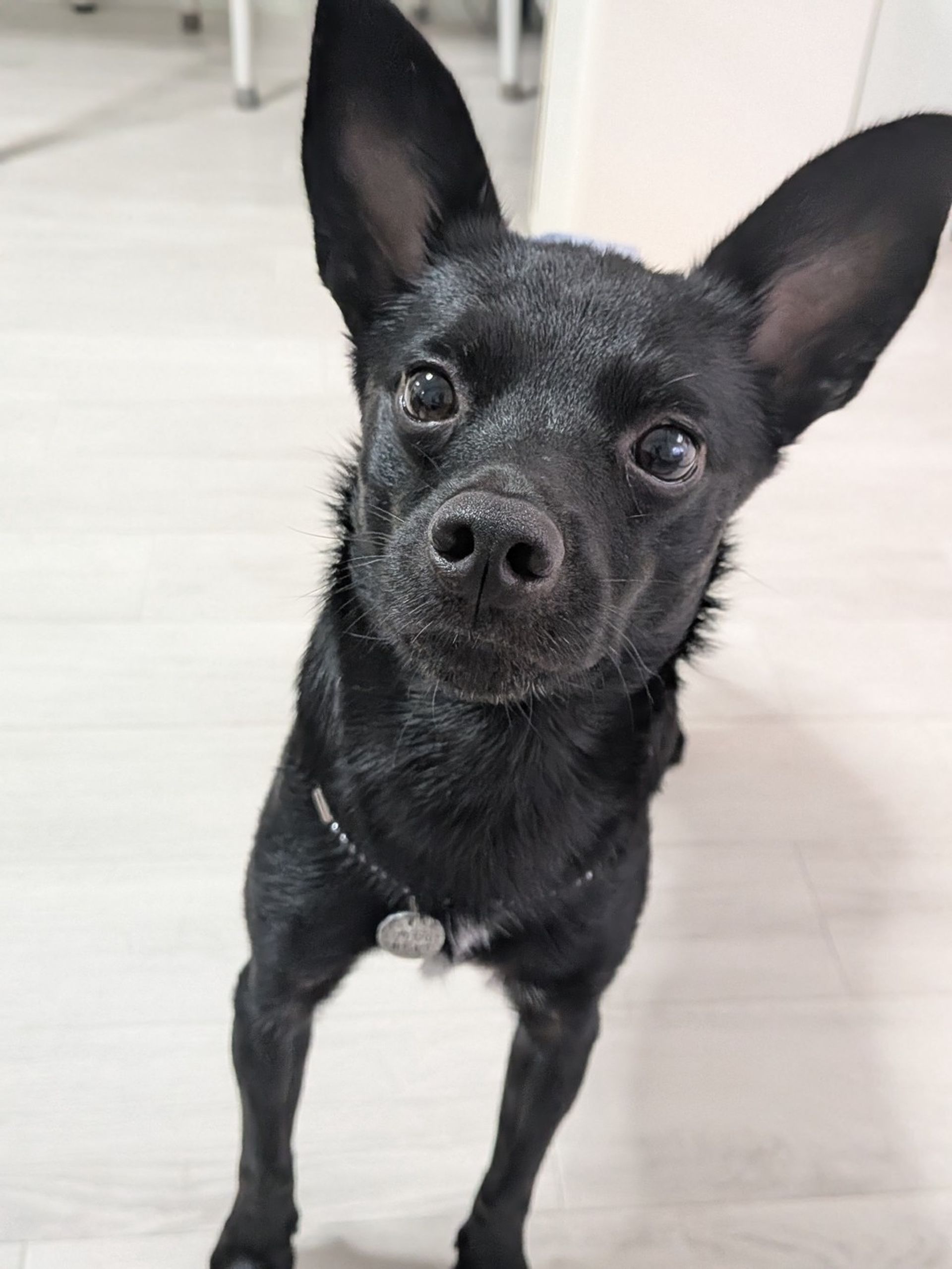 雑種（ミックス犬）・オスの里親募集の写真