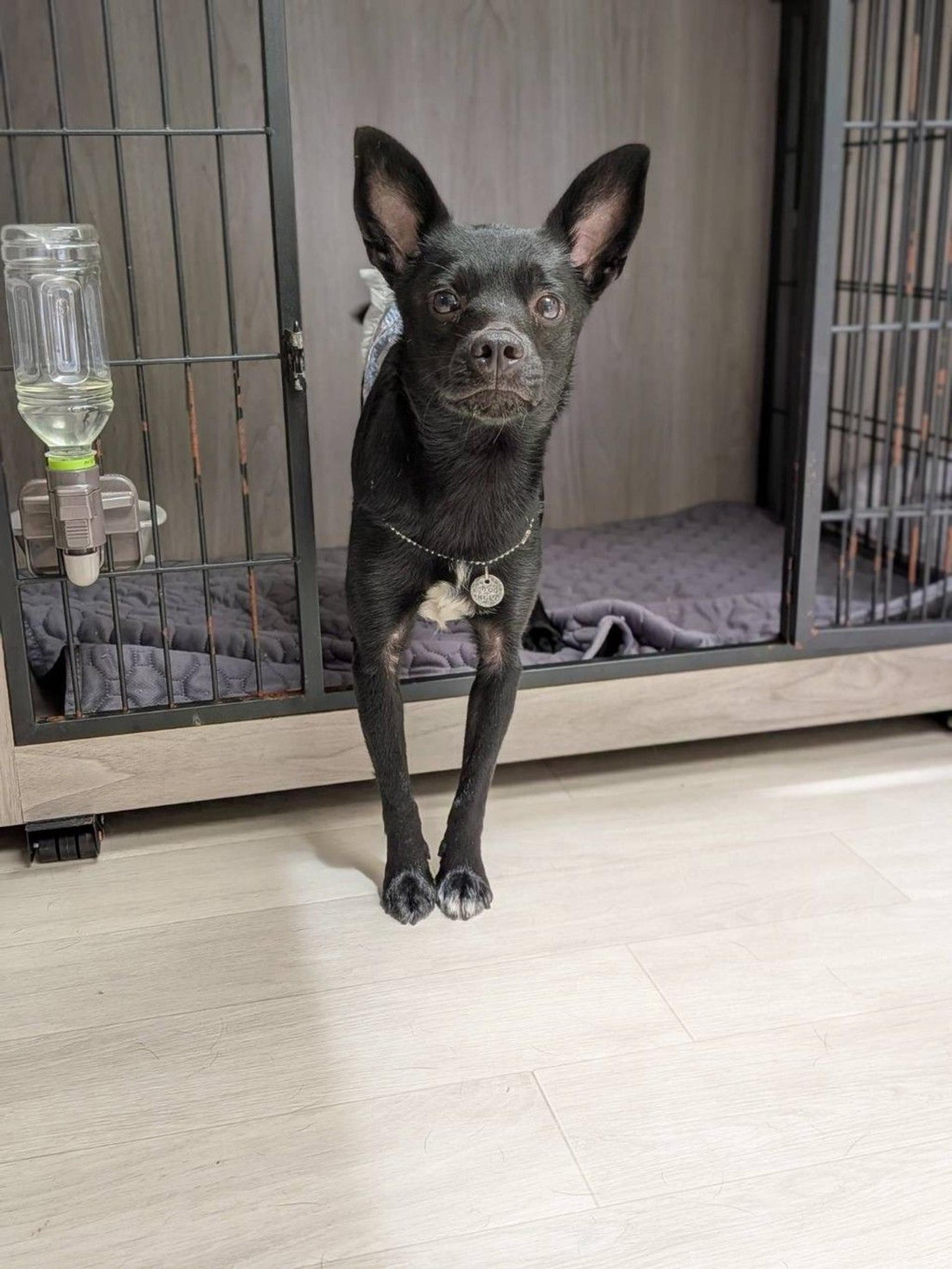 pet-image-2