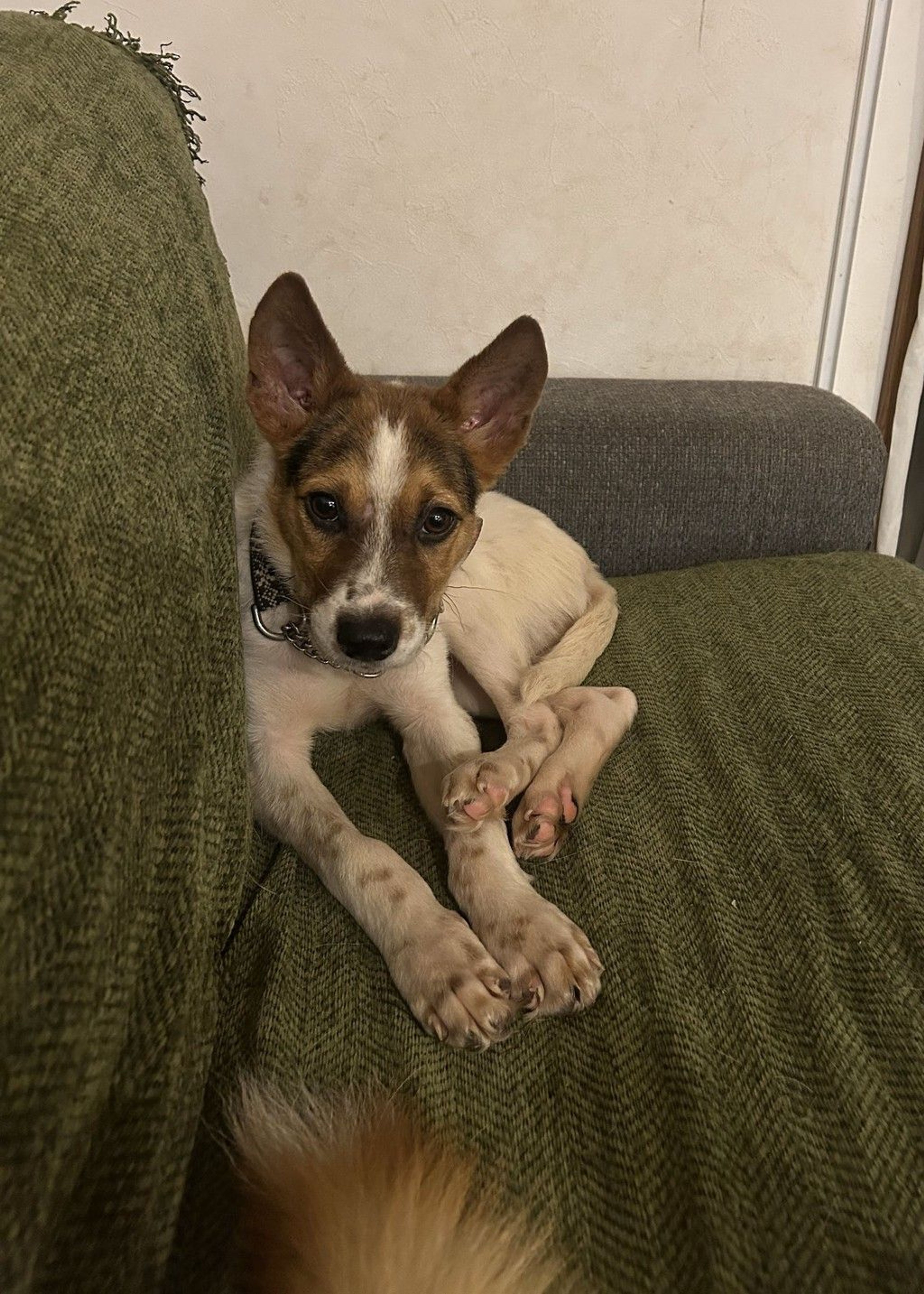 雑種（ミックス犬）・オスの里親募集の写真