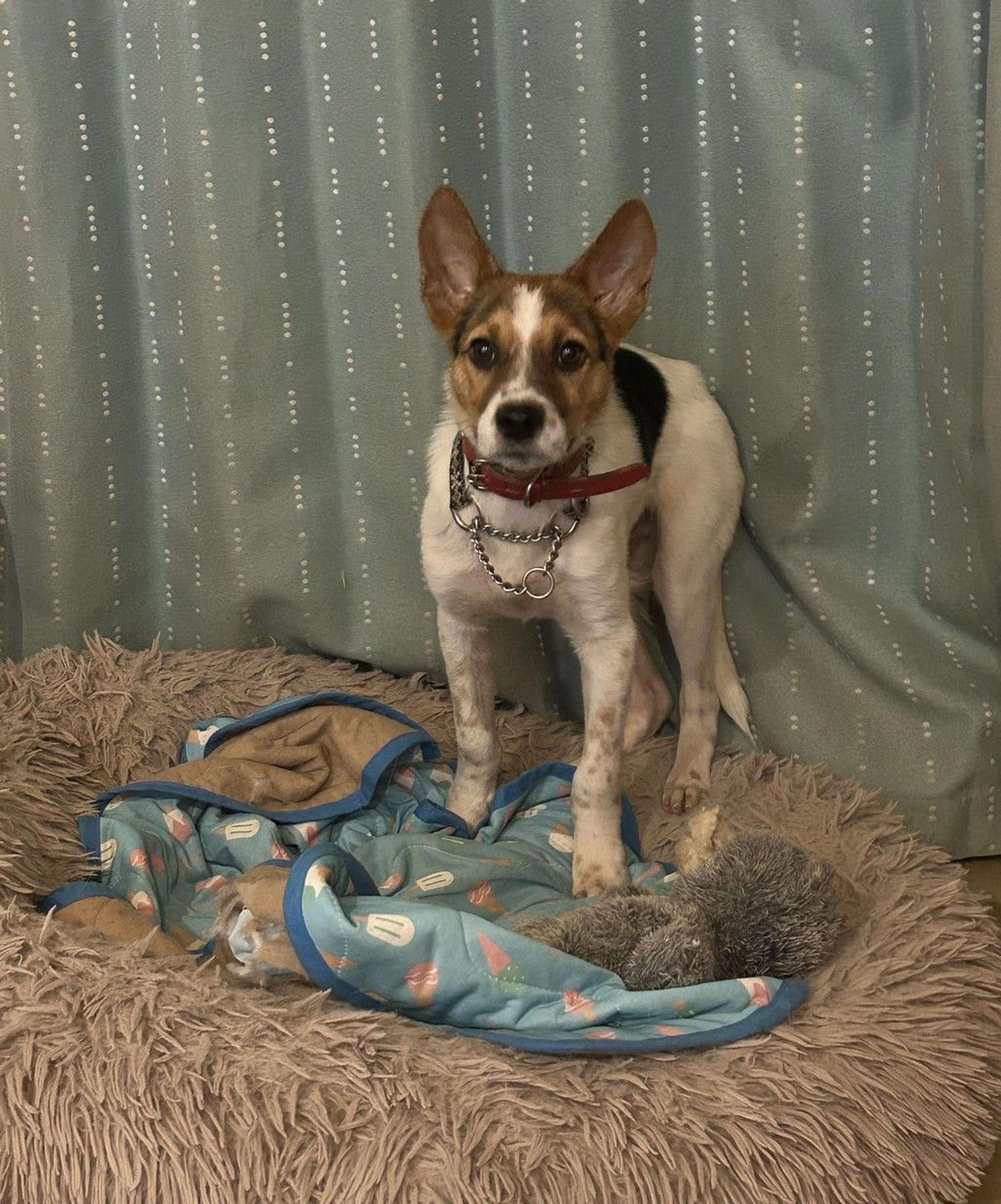 pet-image-2