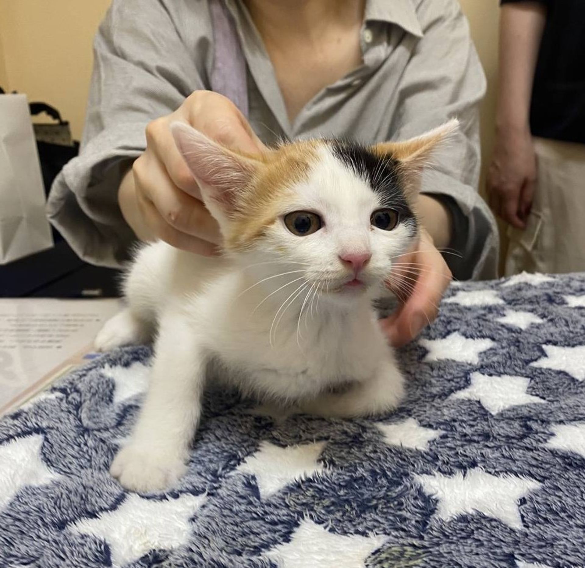 雑種（ミックス猫）・メスの里親募集の写真