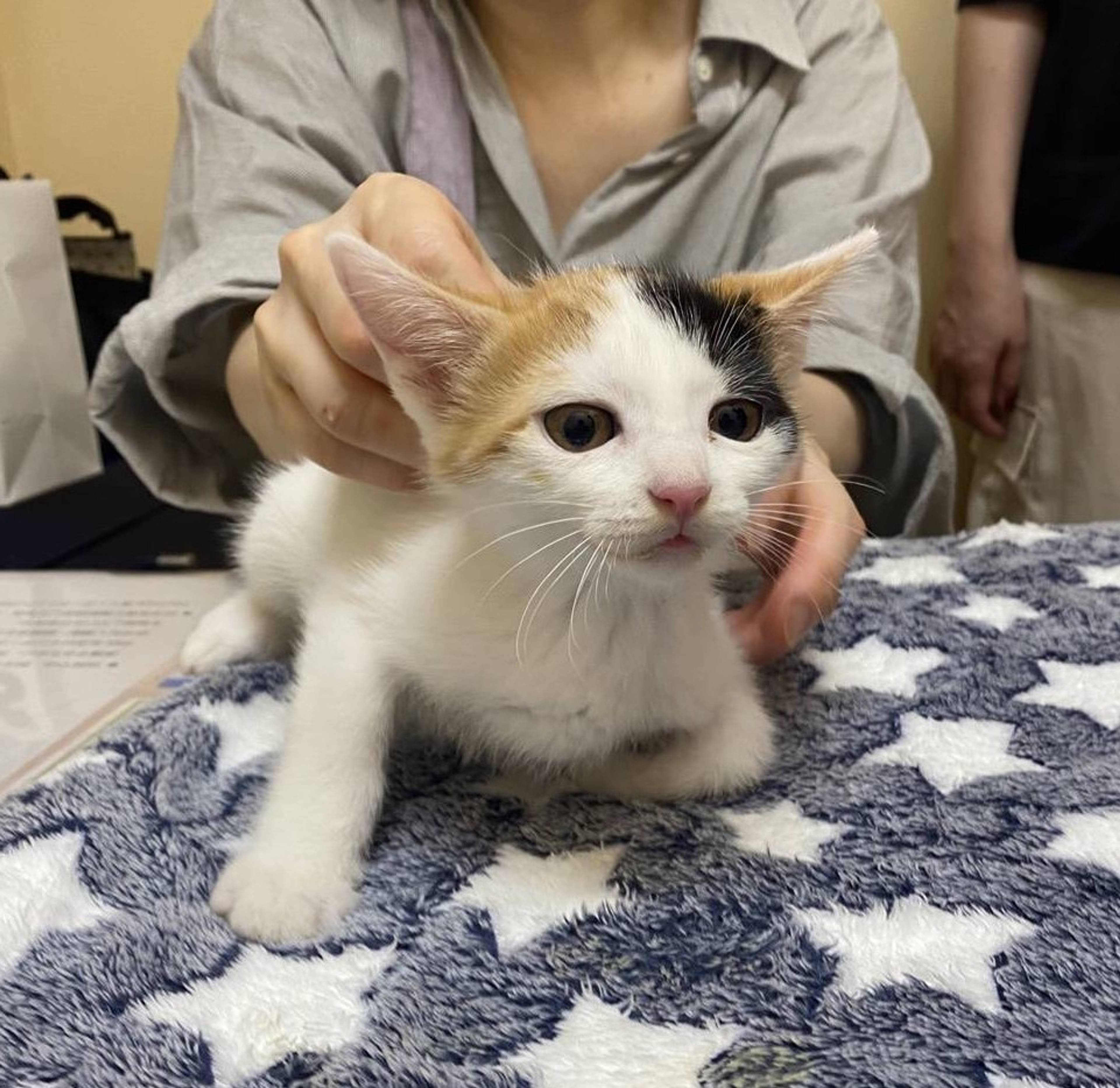雑種（ミックス猫）・メスの里親募集の写真