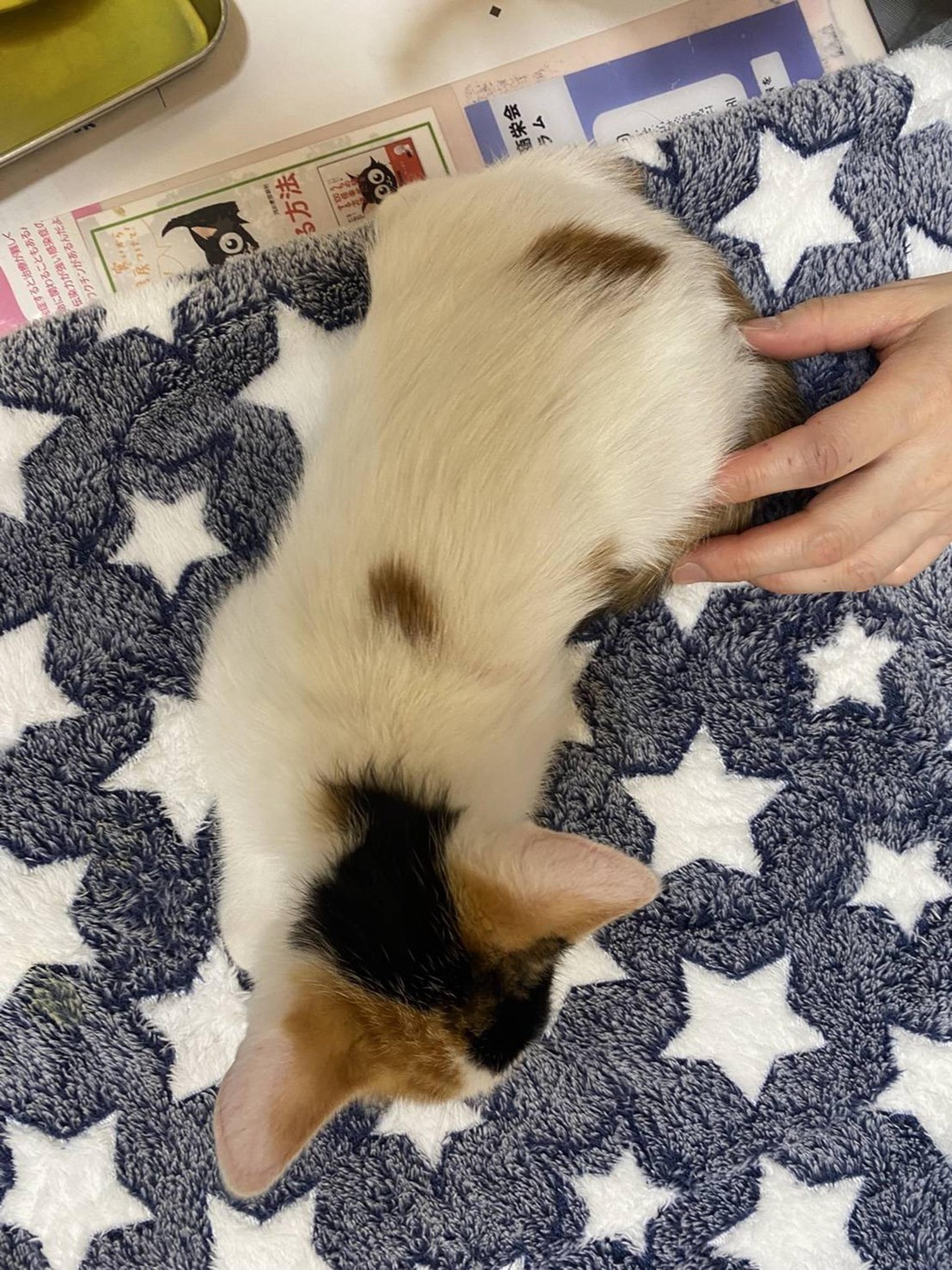 pet-image-2