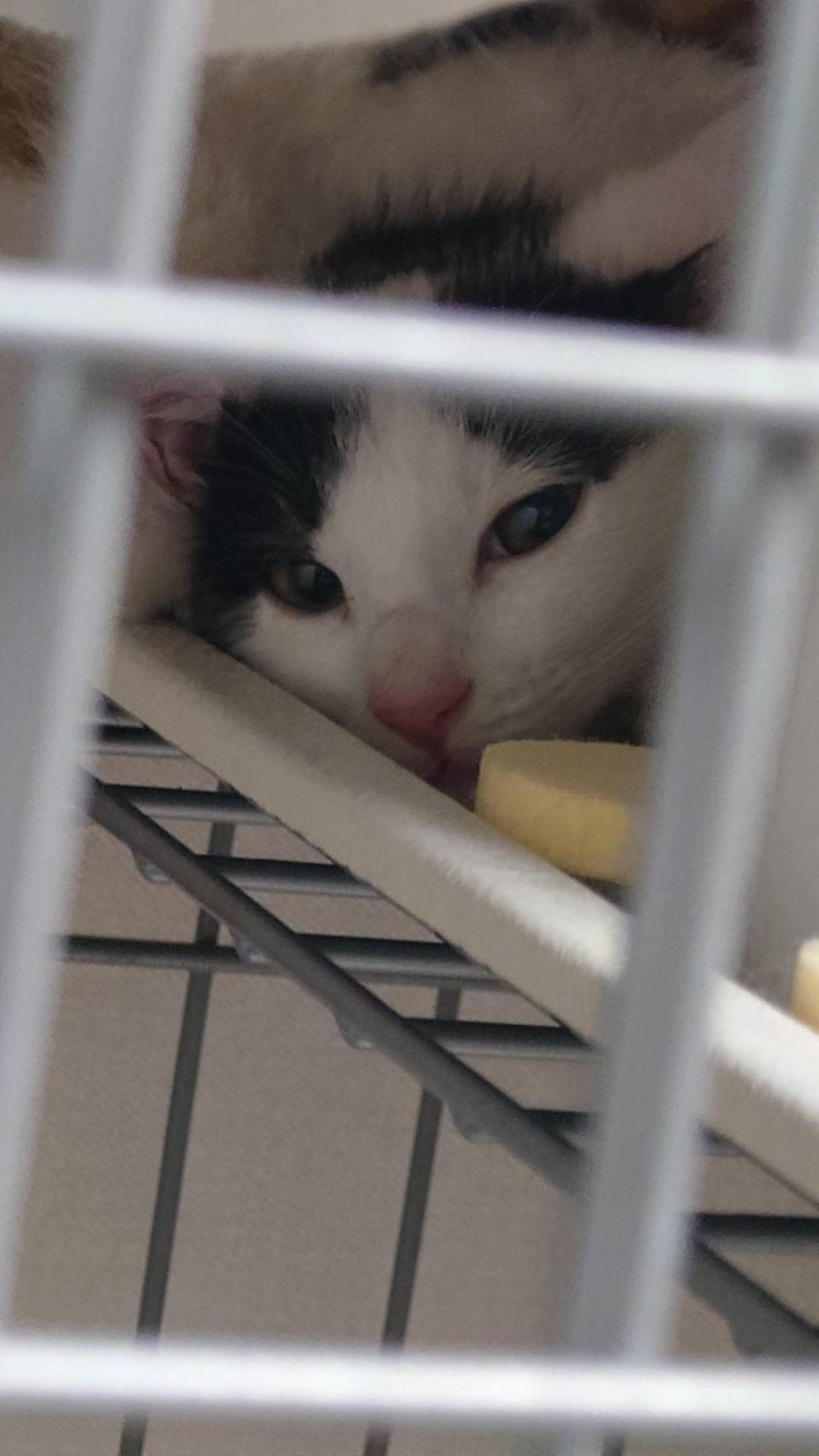 pet-image-2