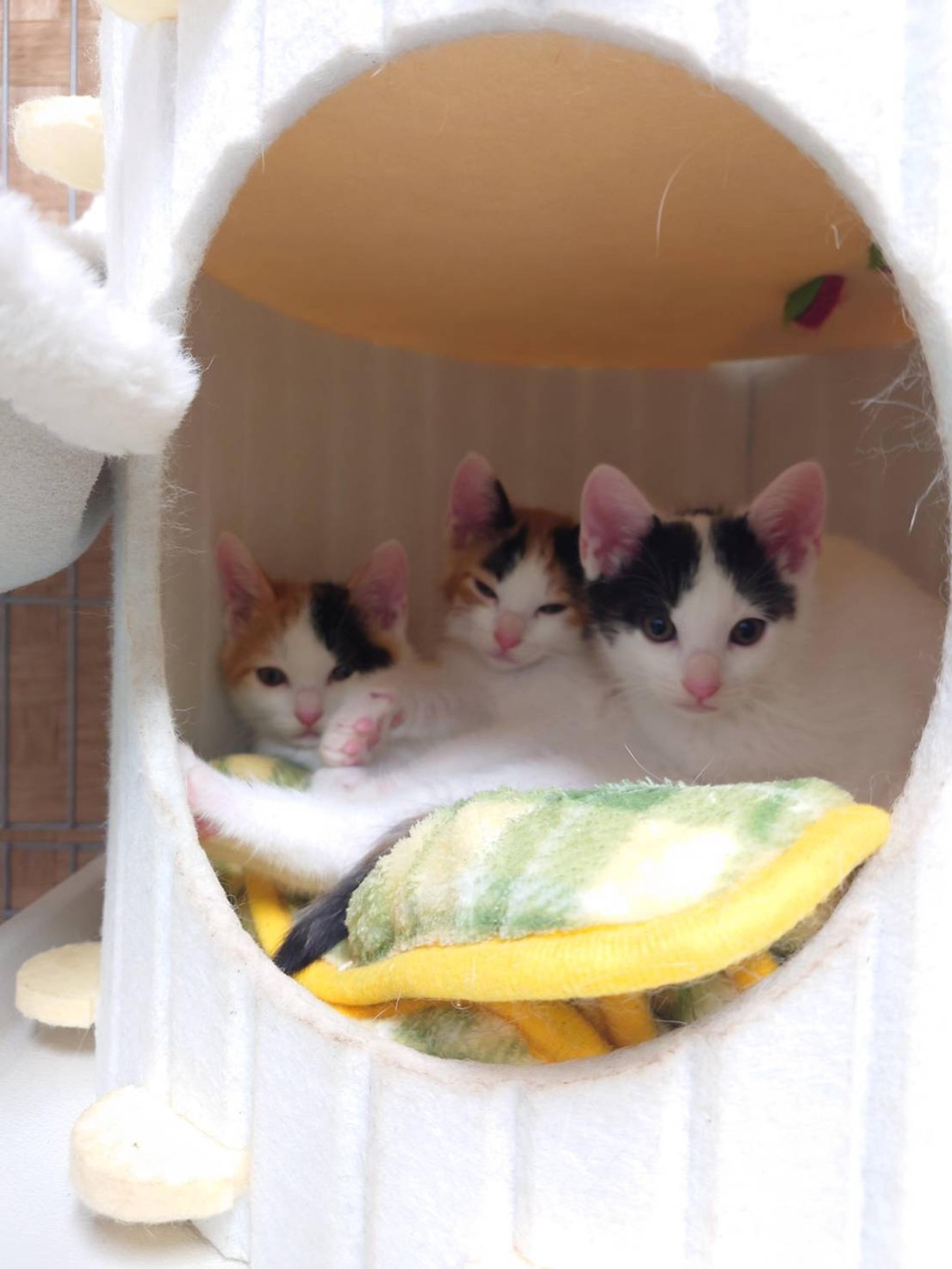 pet-image-3