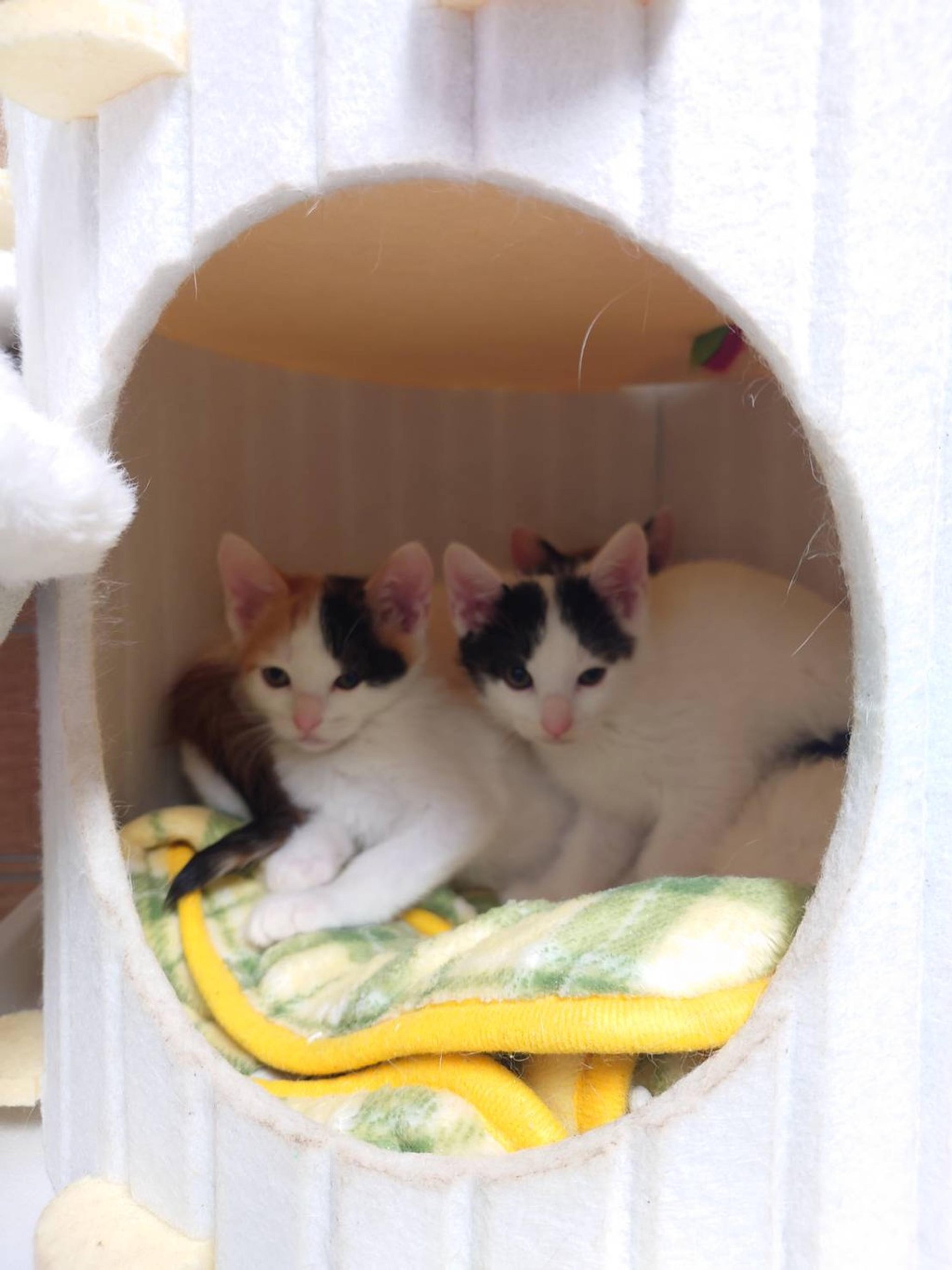 pet-image-5