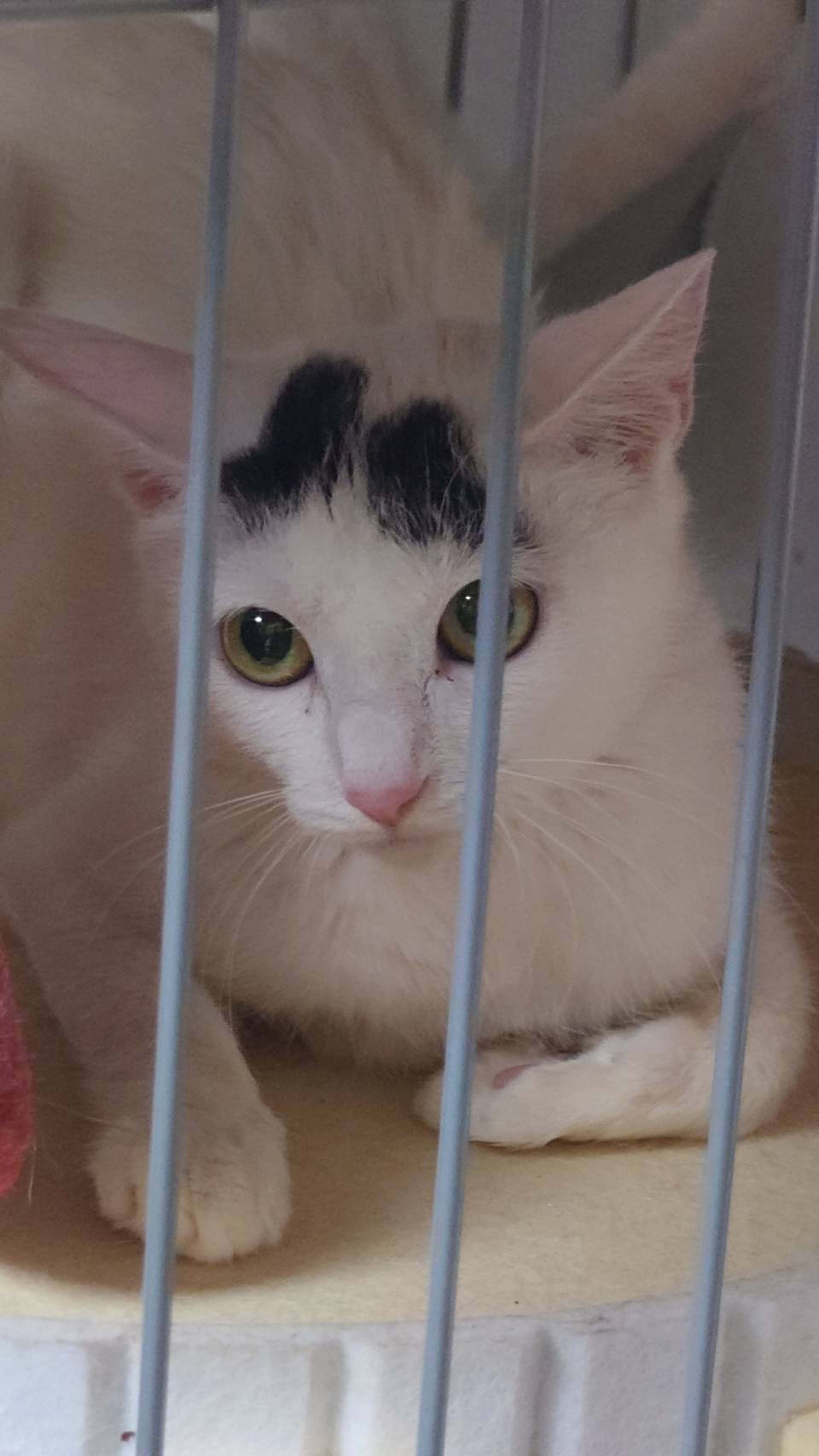 雑種（ミックス猫）・メスの里親募集の写真