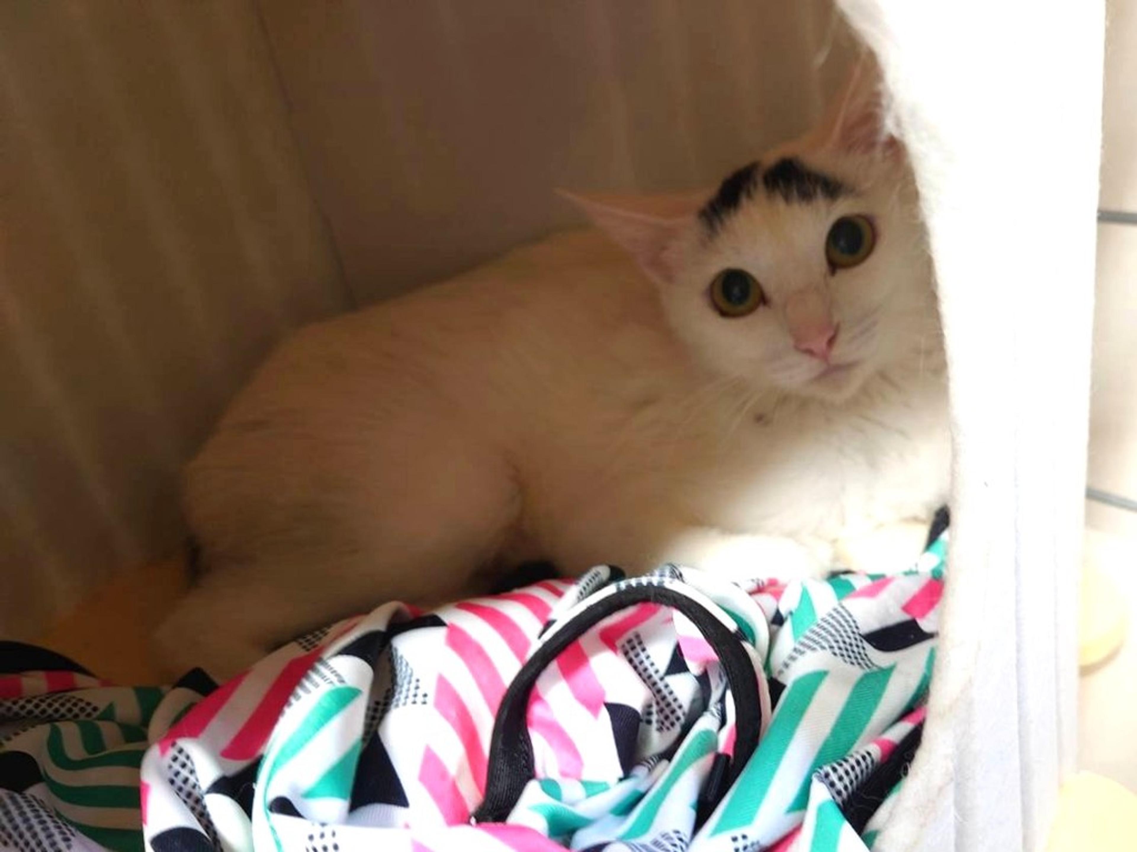 pet-image-2