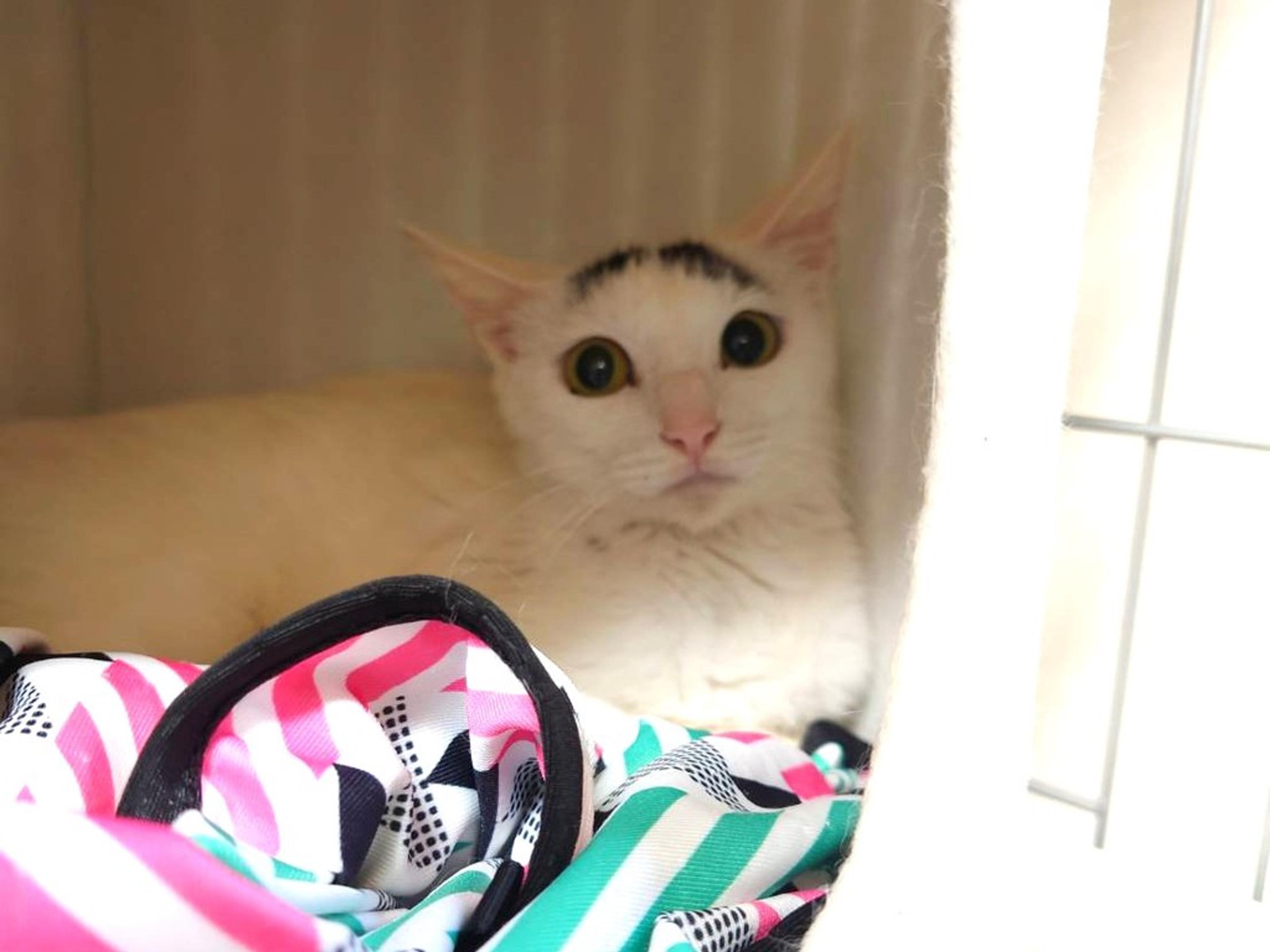pet-image-3