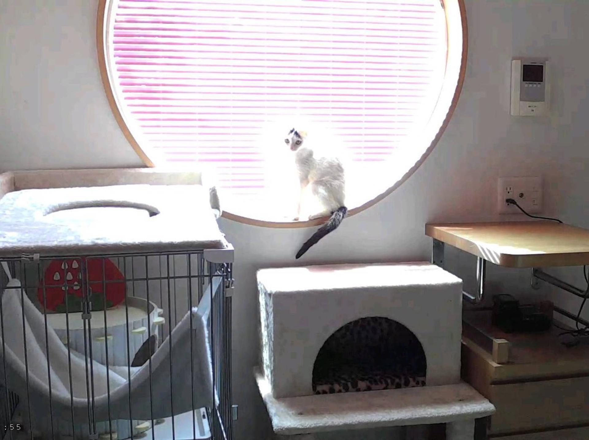 pet-image-4