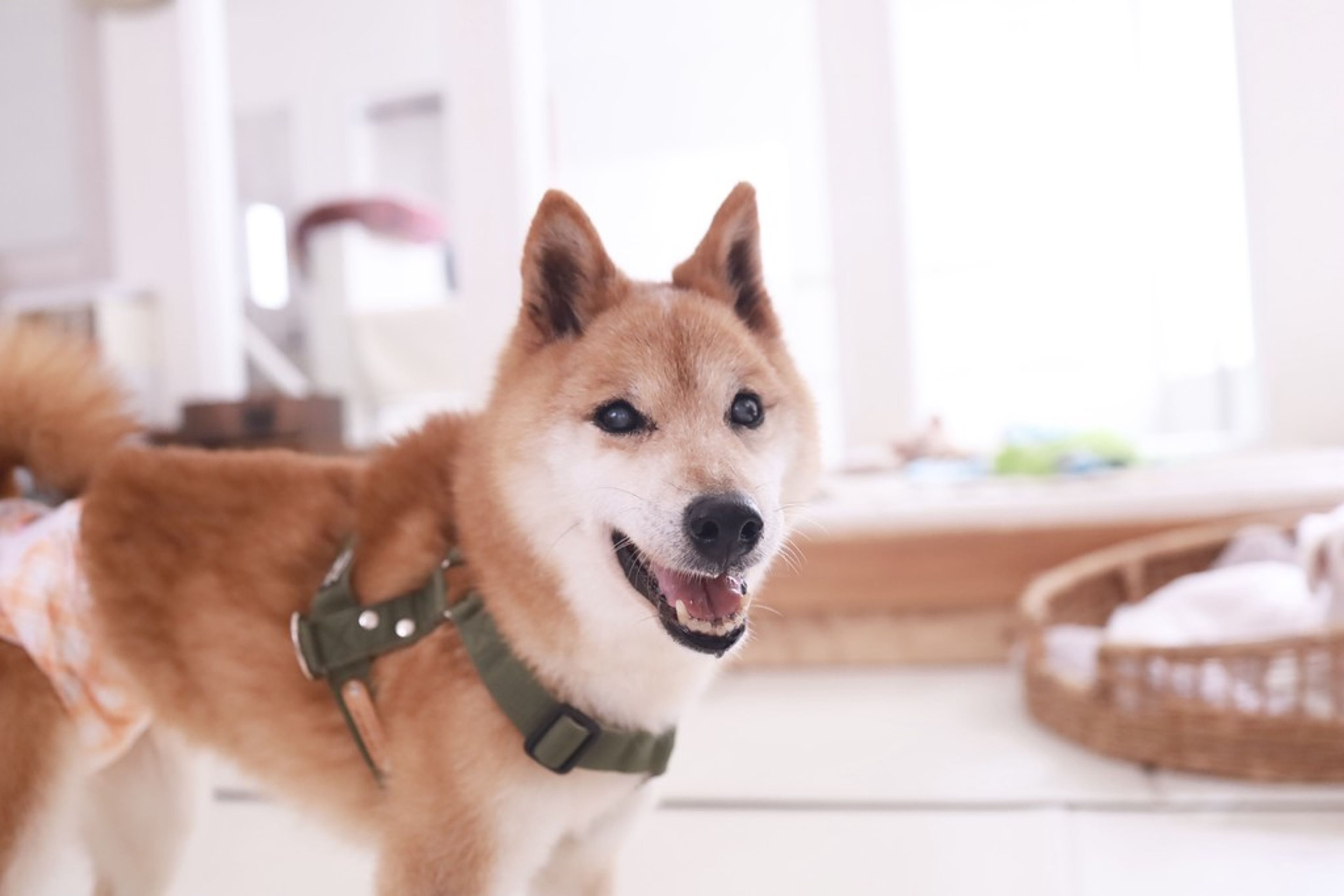 柴犬・メスの里親募集の写真