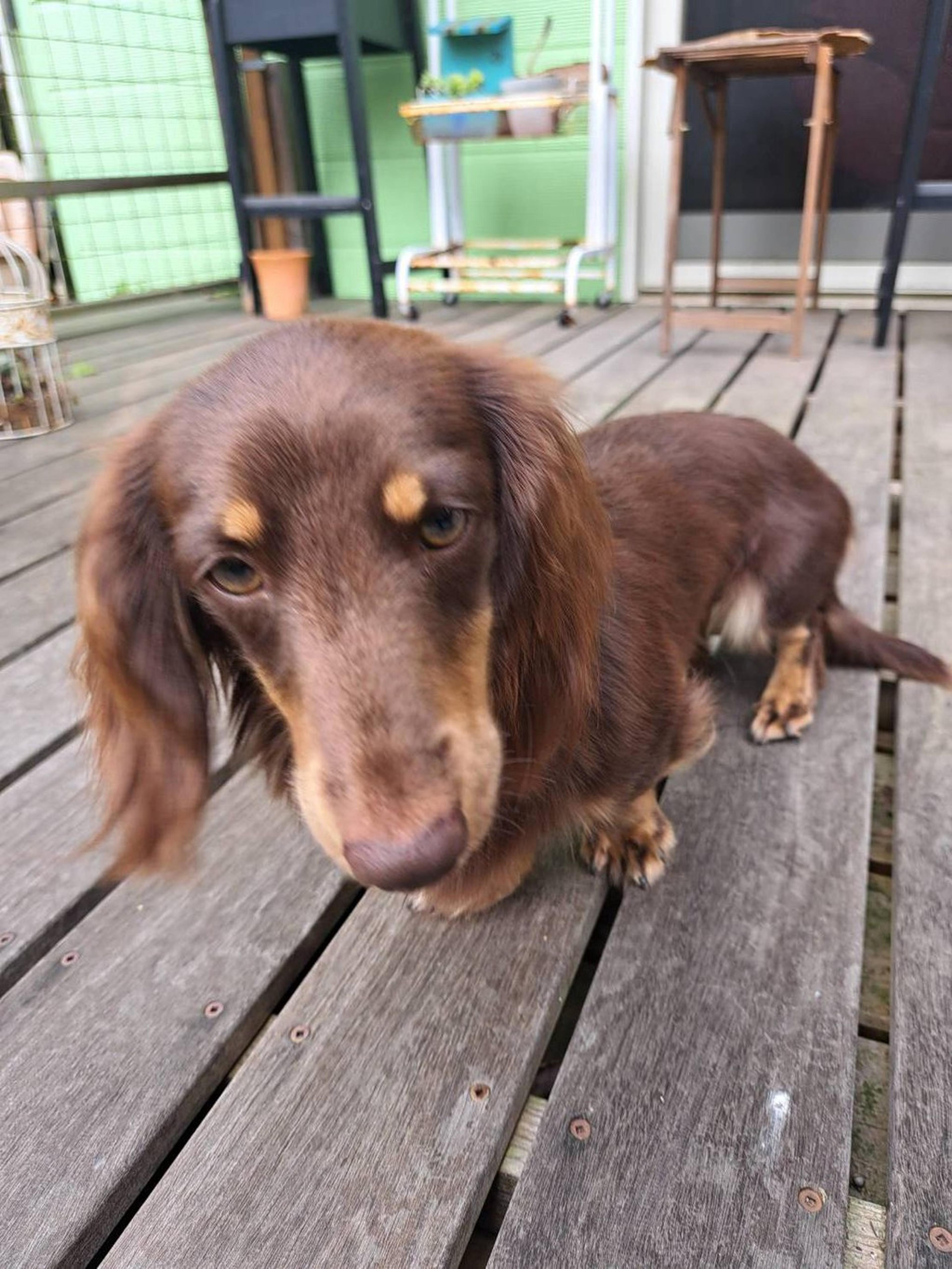 pet-image-4