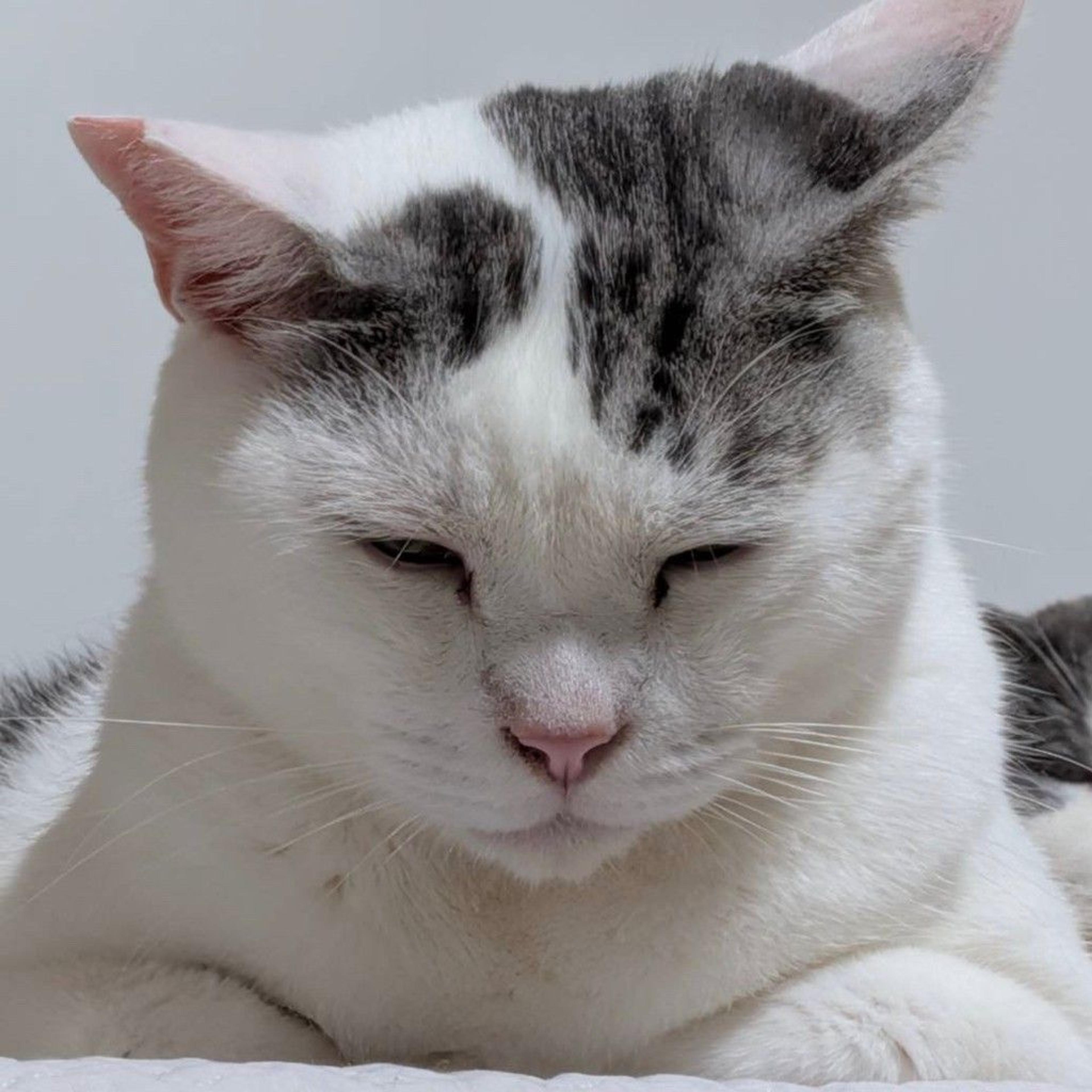 pet-image-4
