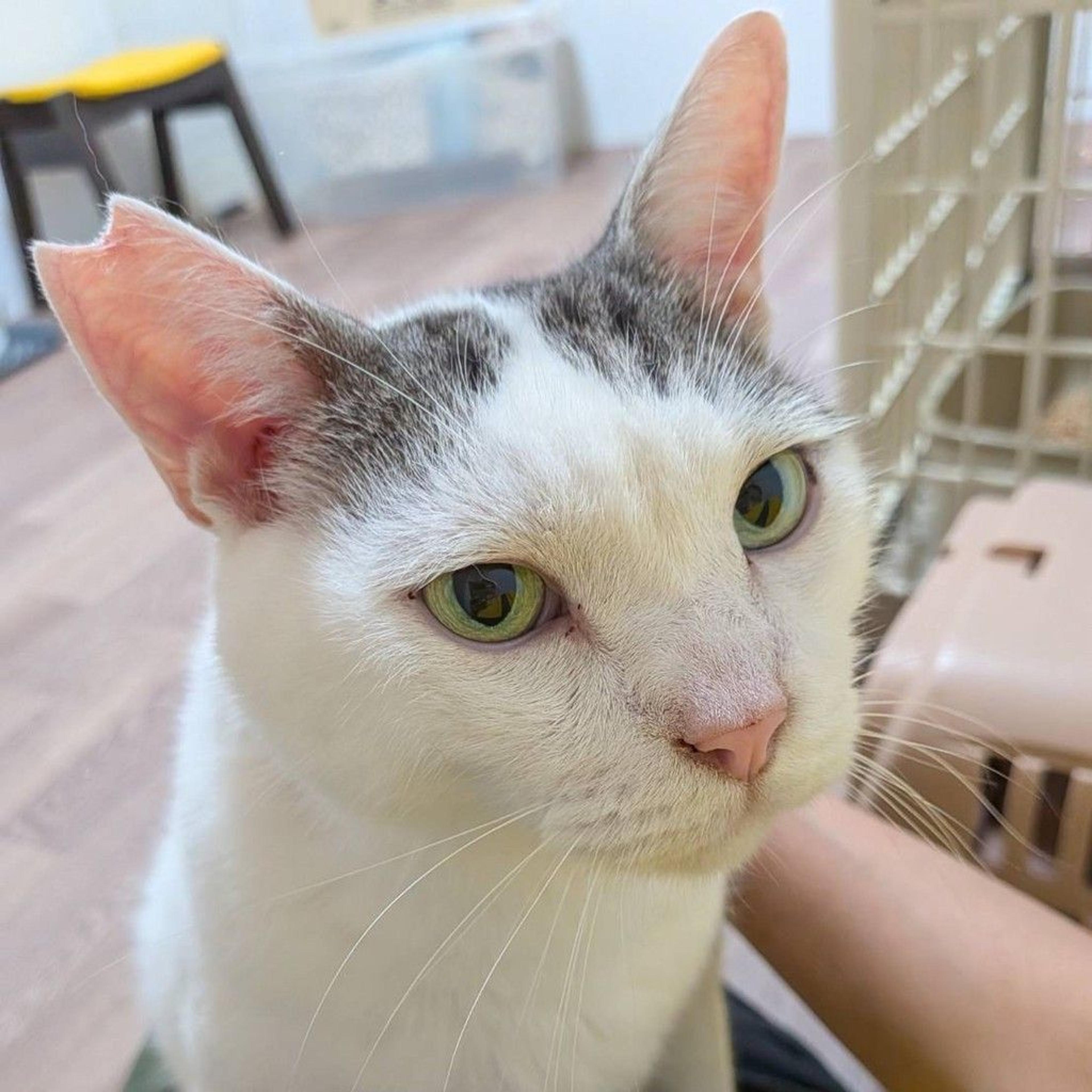pet-image-7