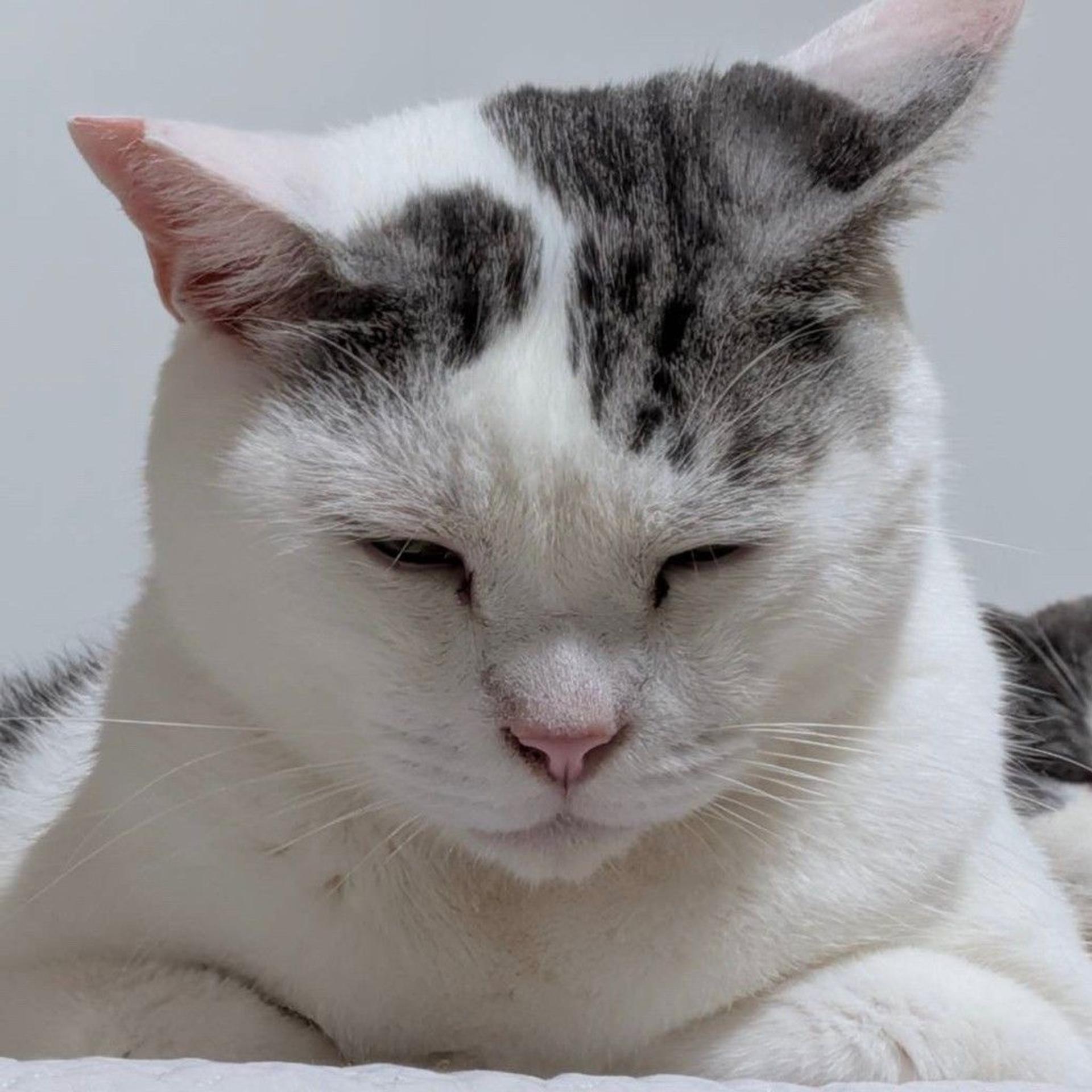 pet-image-4