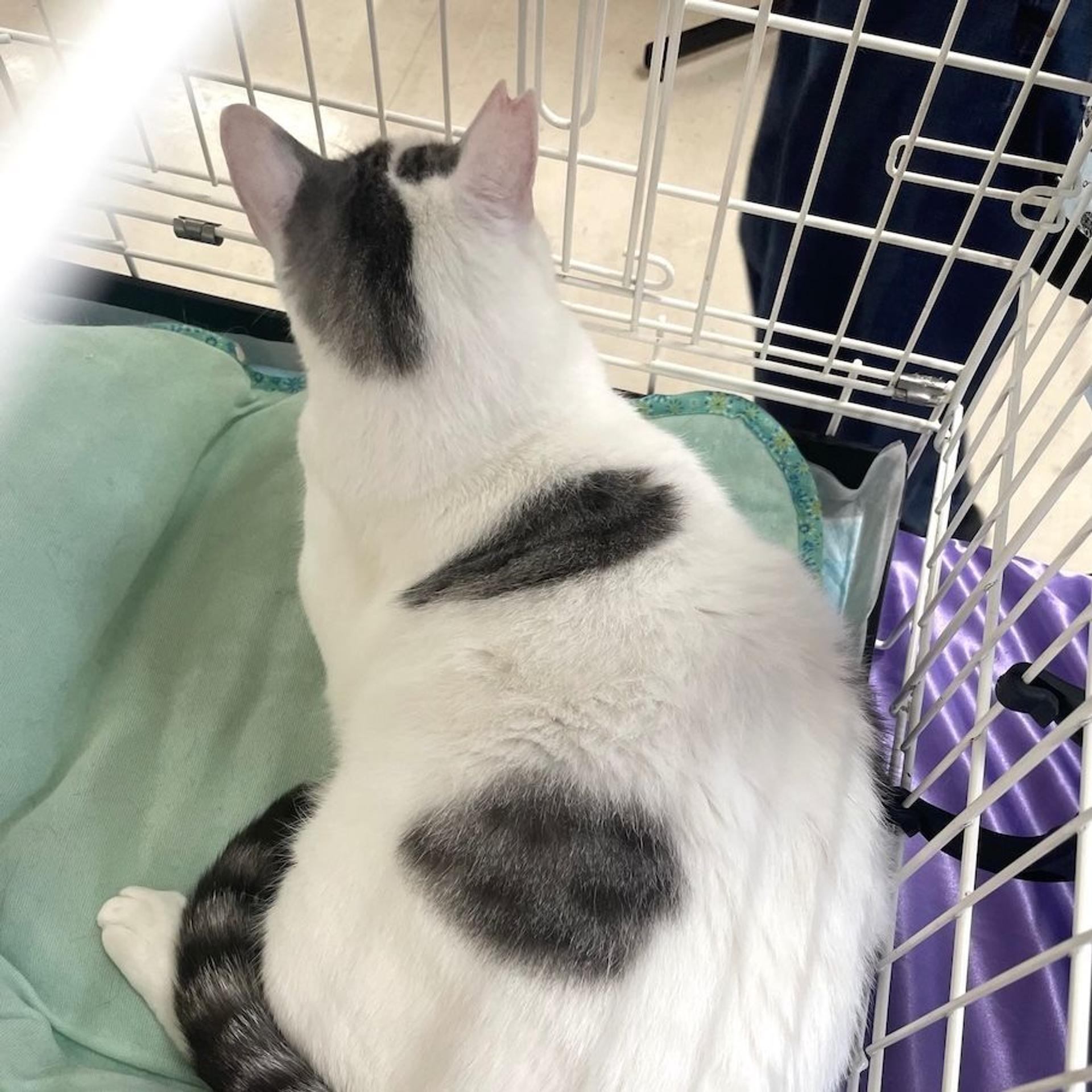 pet-image-5