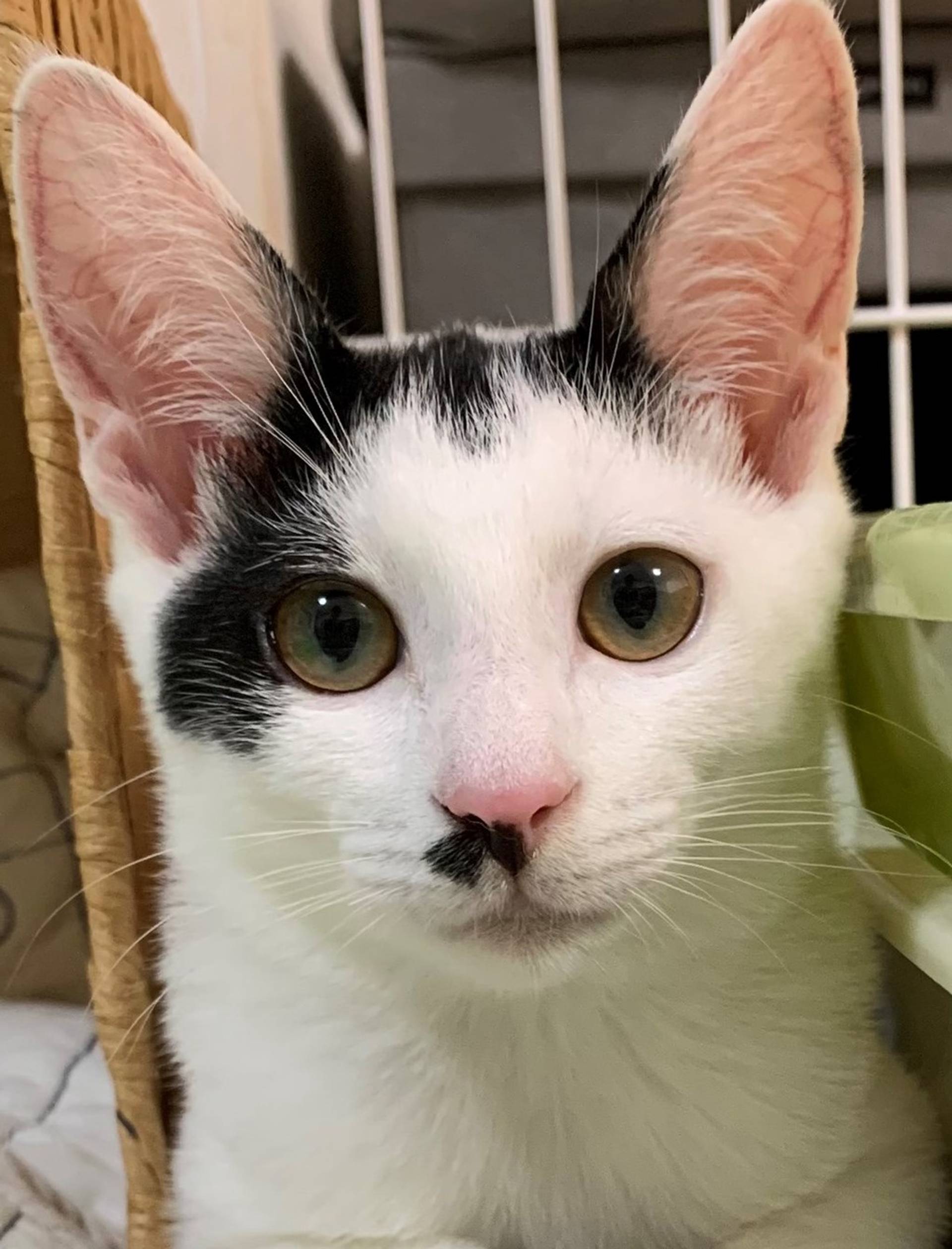 日本猫・メスの里親募集の写真