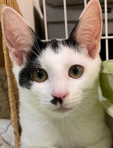 あんこちゃんの写真