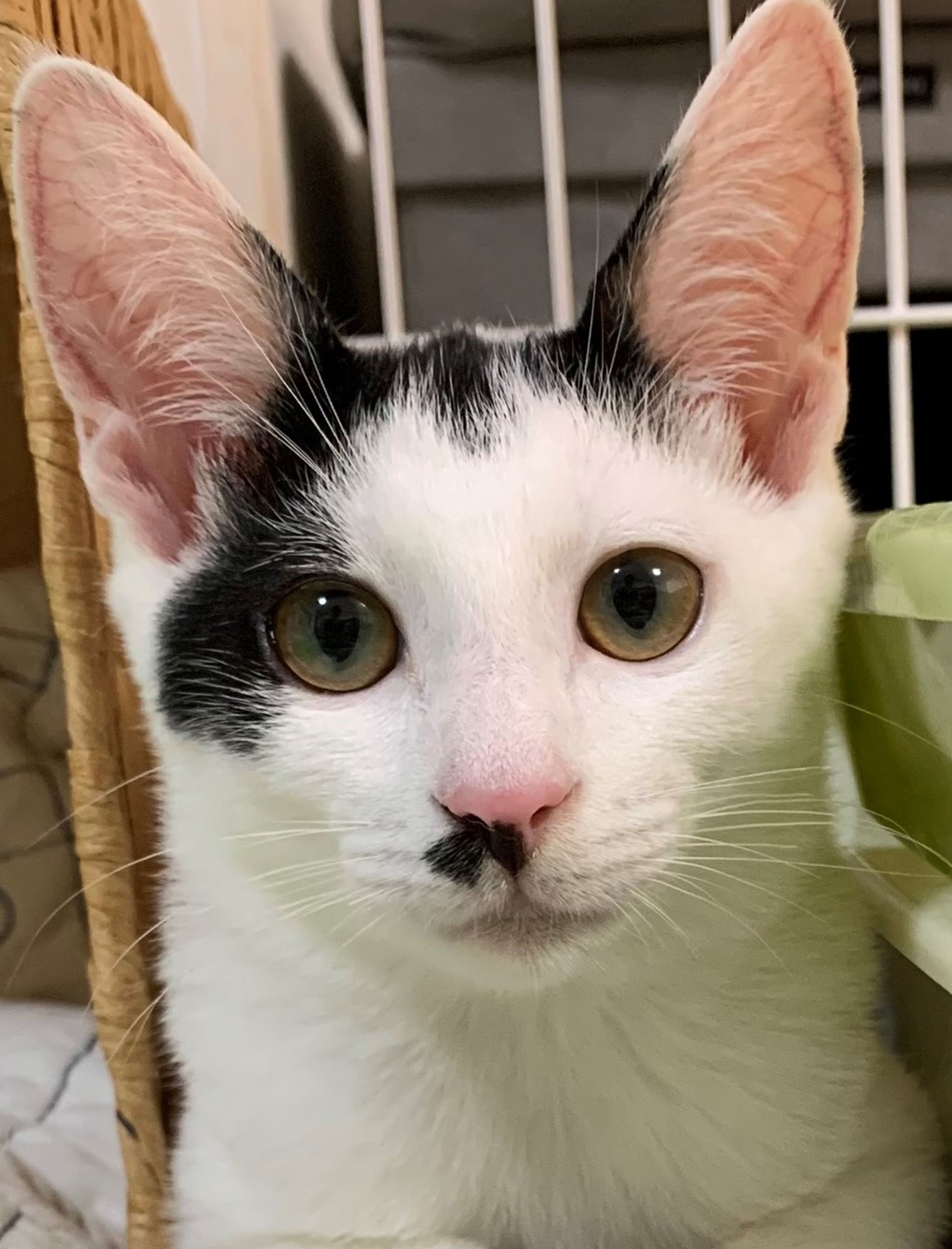 日本猫・メスの里親募集の写真