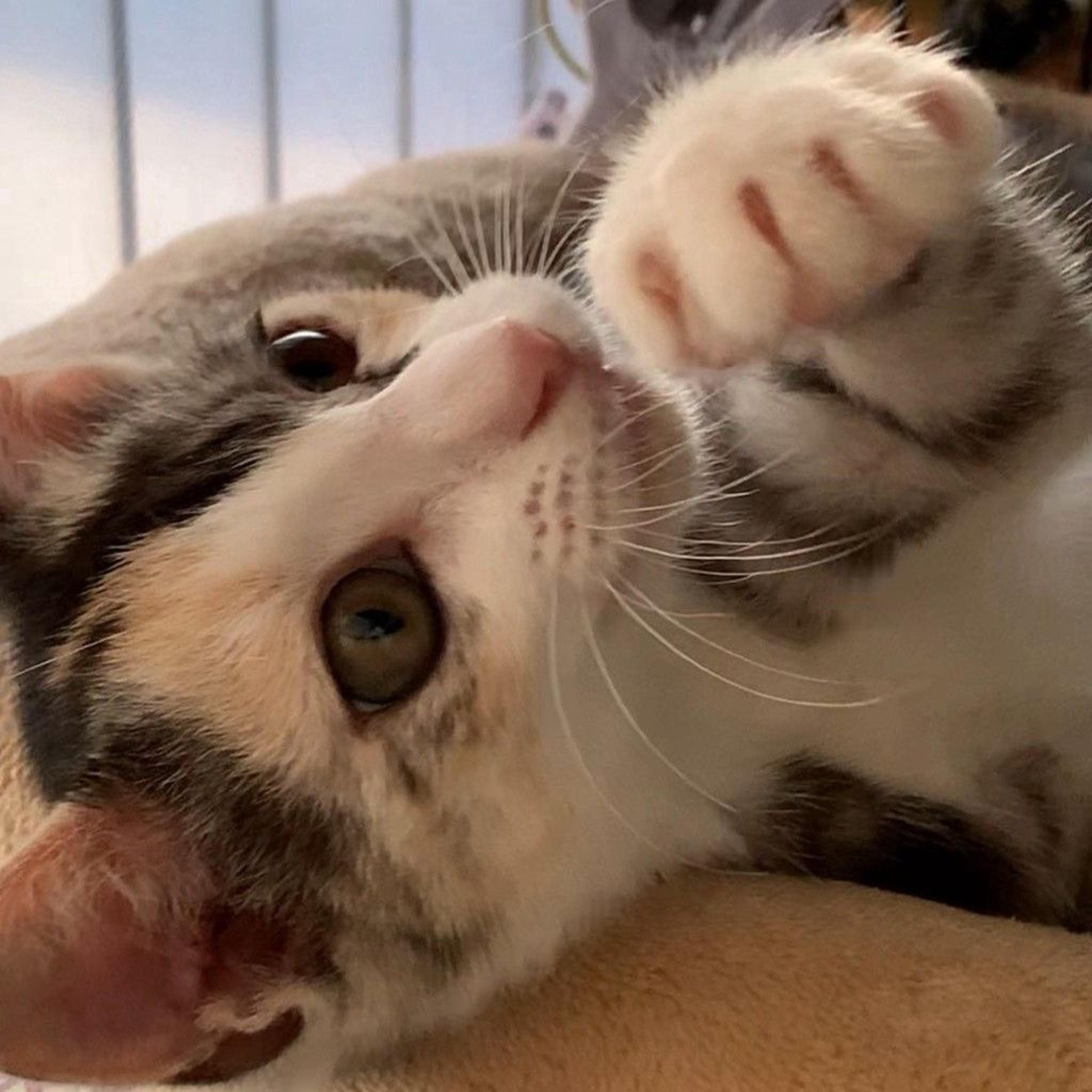 pet-image-5