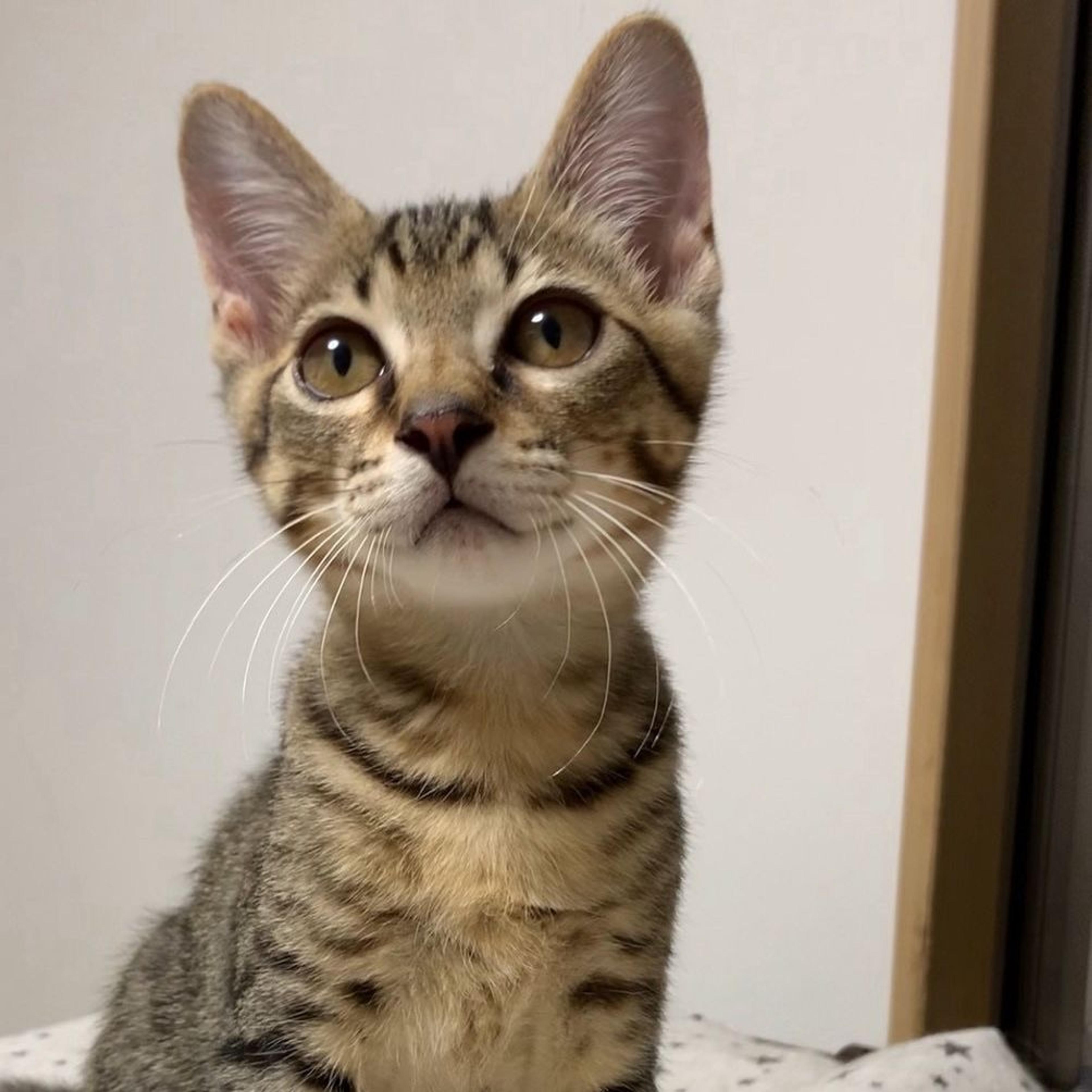 pet-image-3