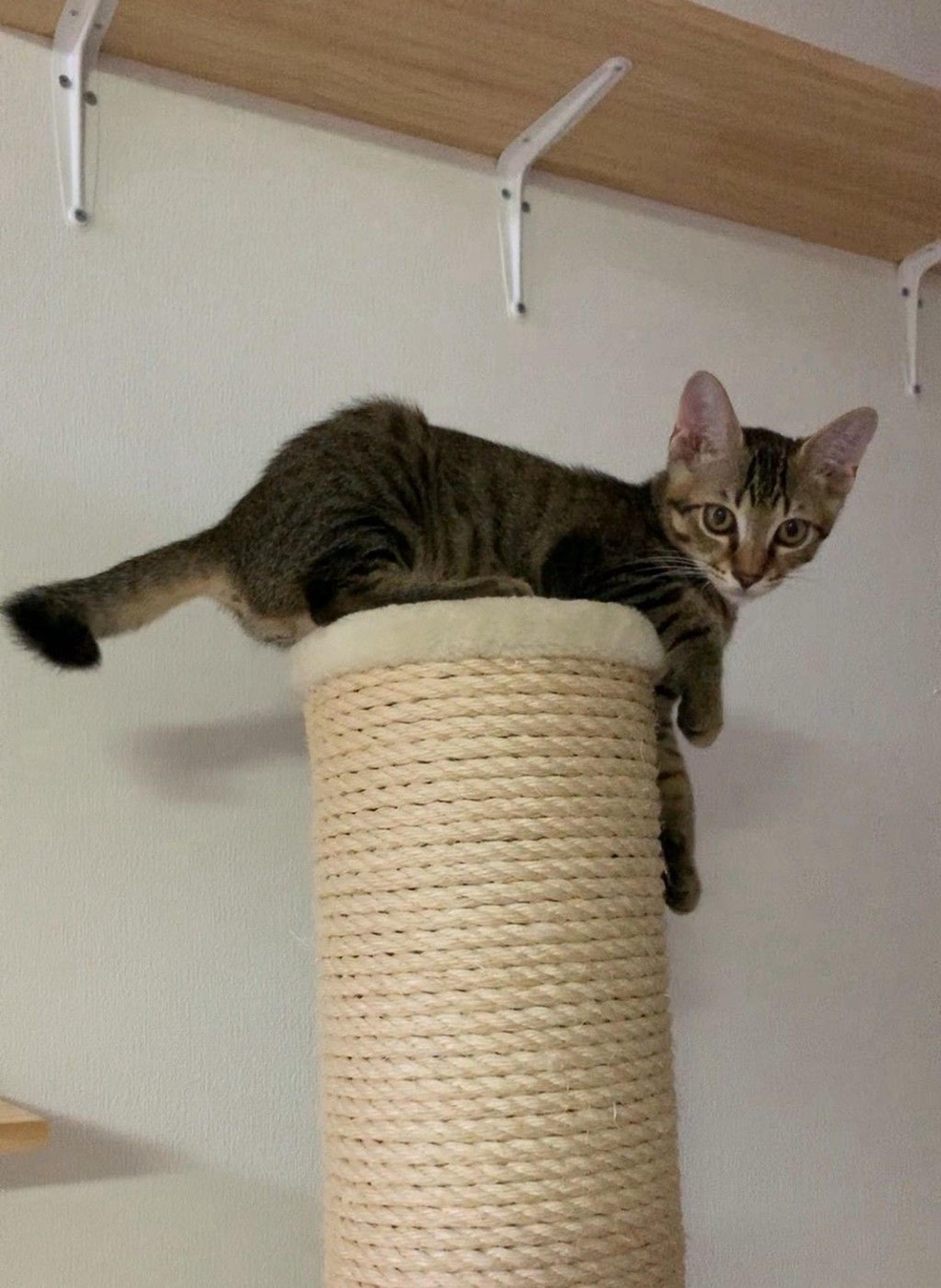 pet-image-5