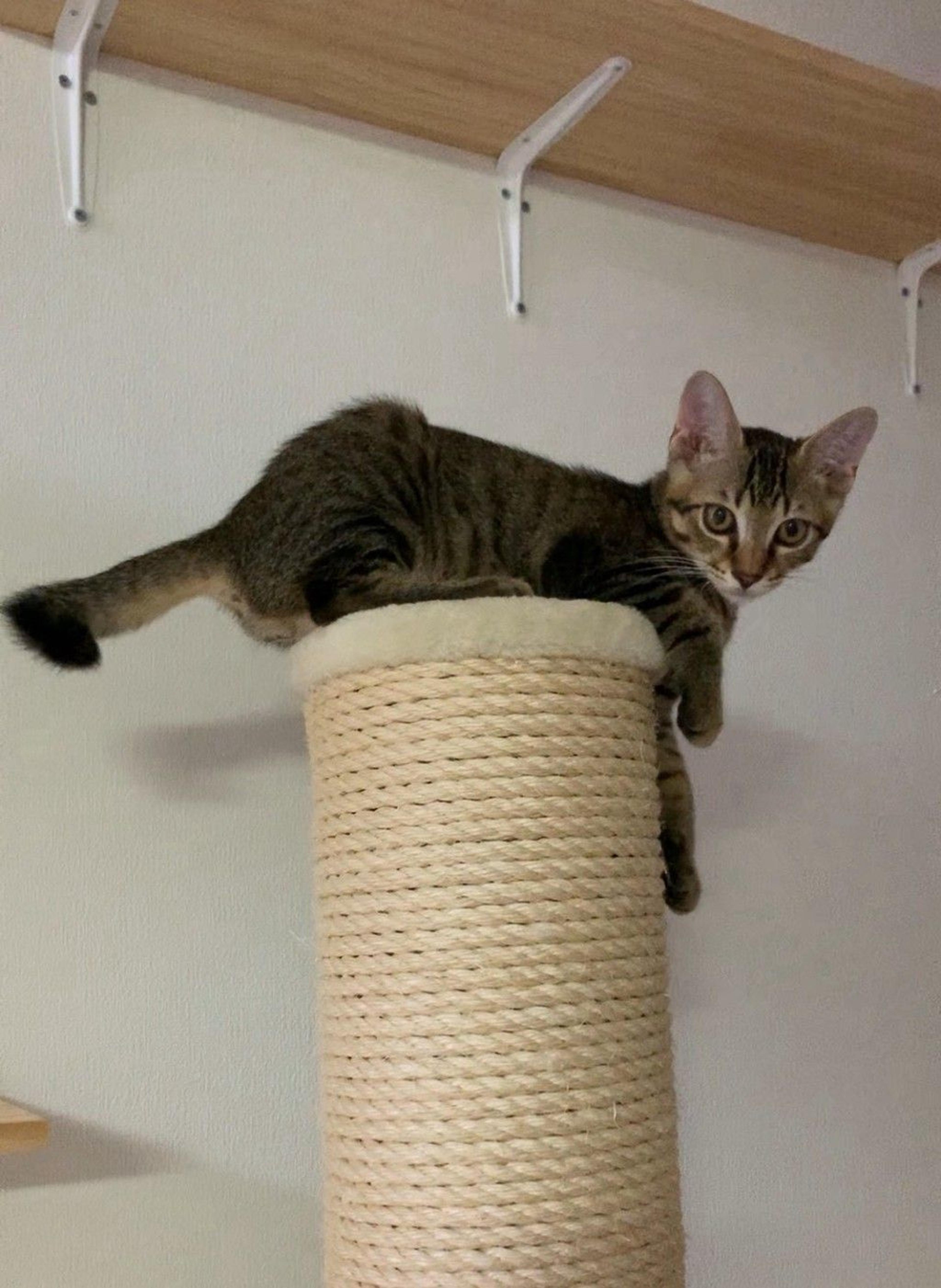 pet-image-5
