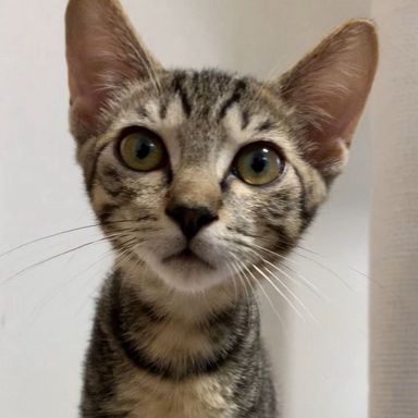 キジトラ兄妹 フクちゃんの写真