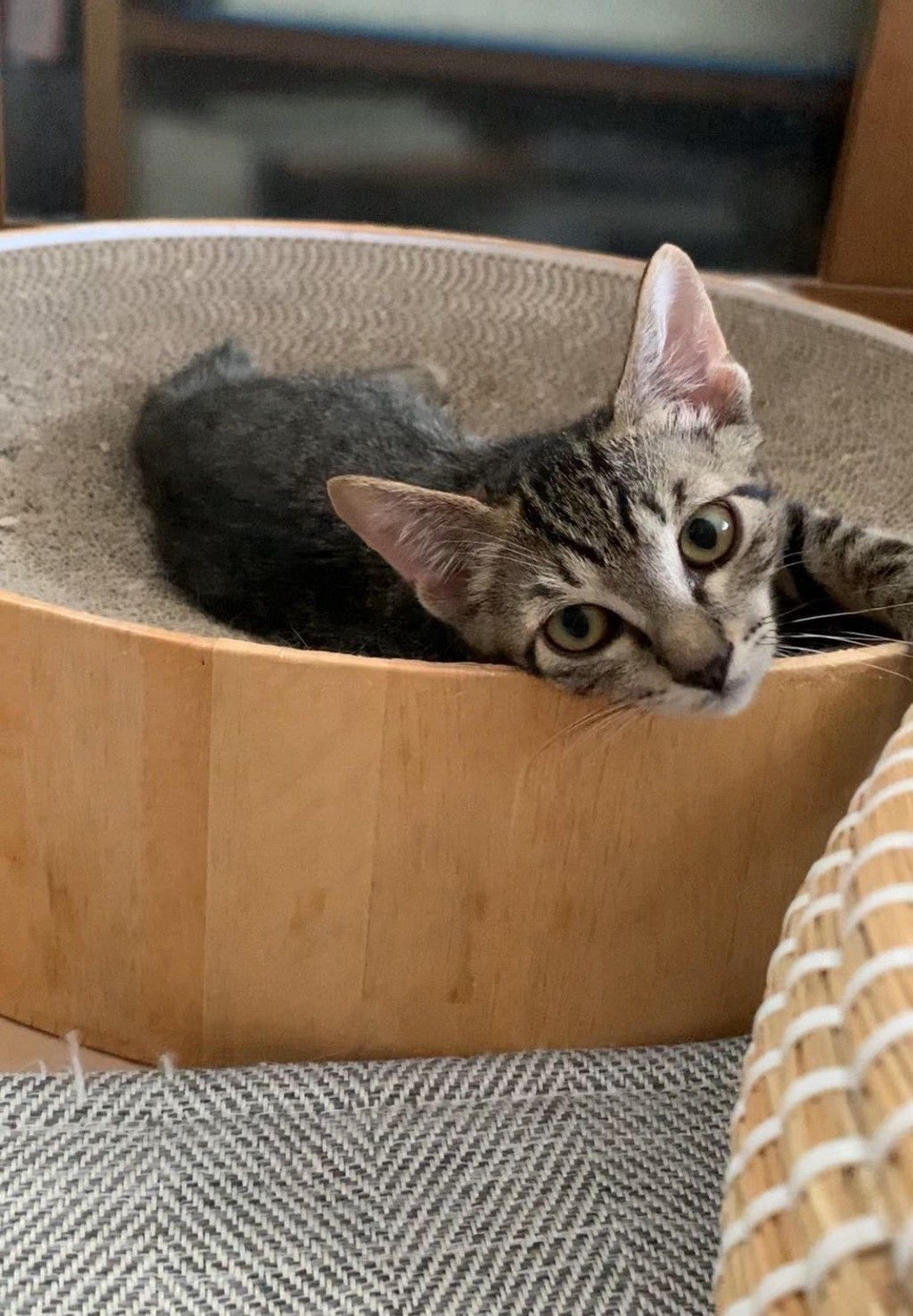 pet-image-3