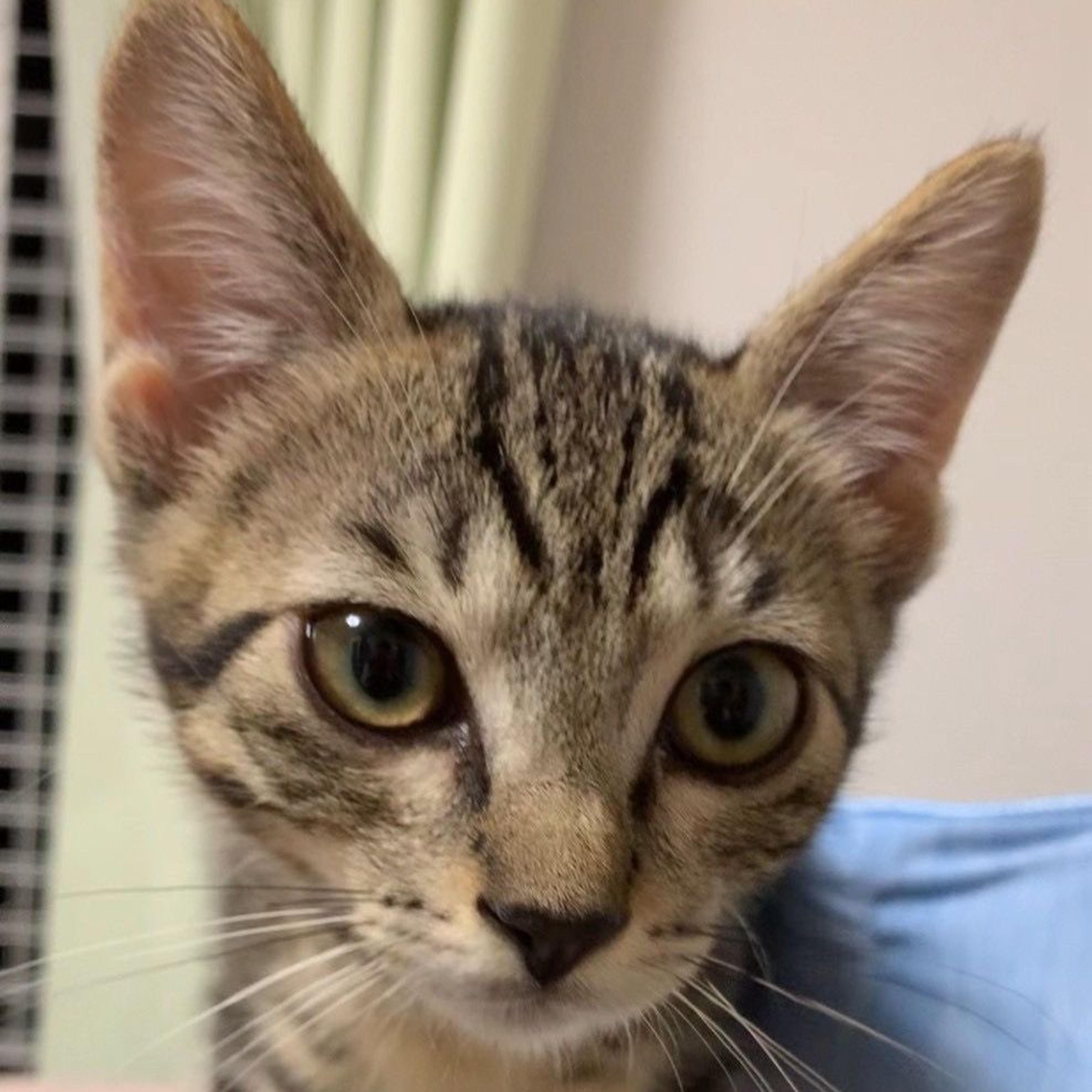 pet-image-5