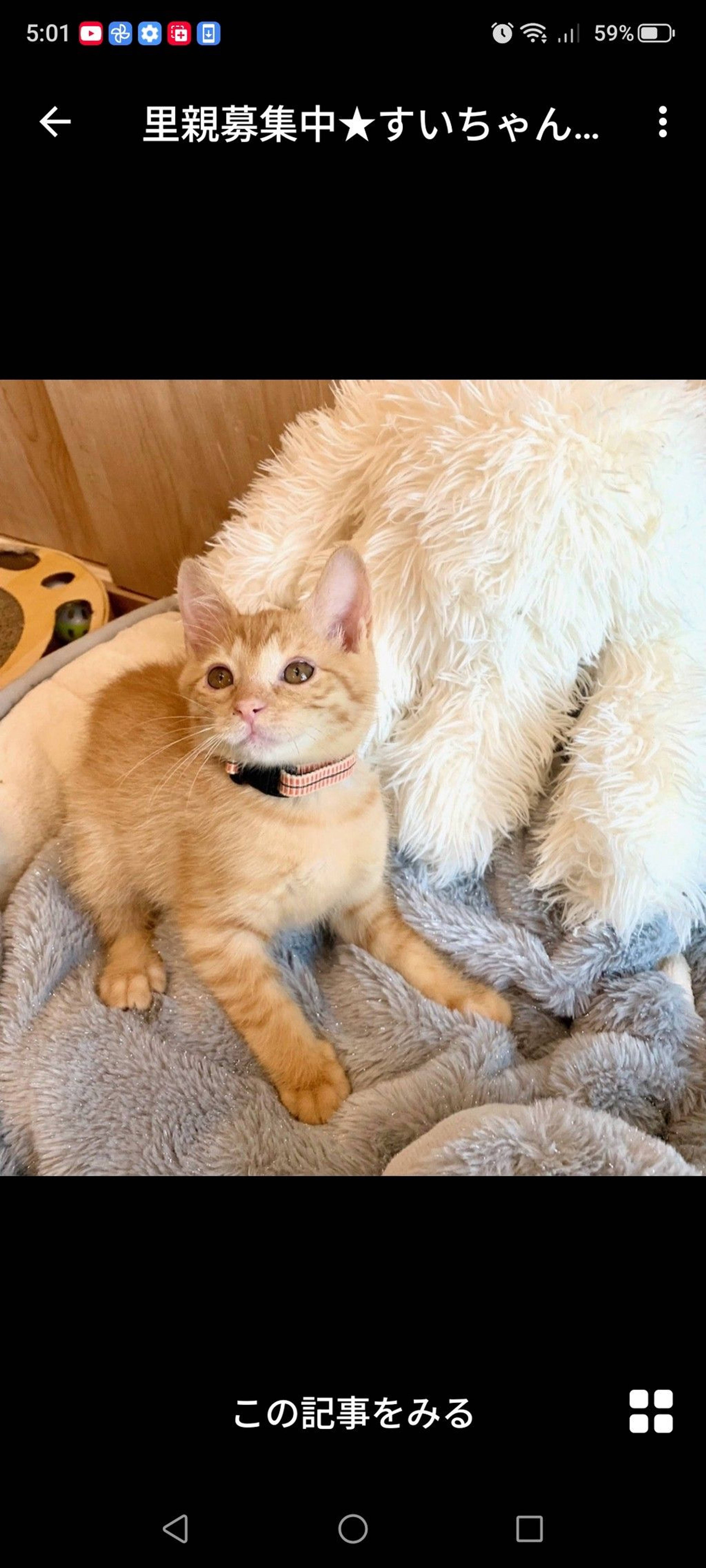 雑種（ミックス猫）・メスの里親募集の写真