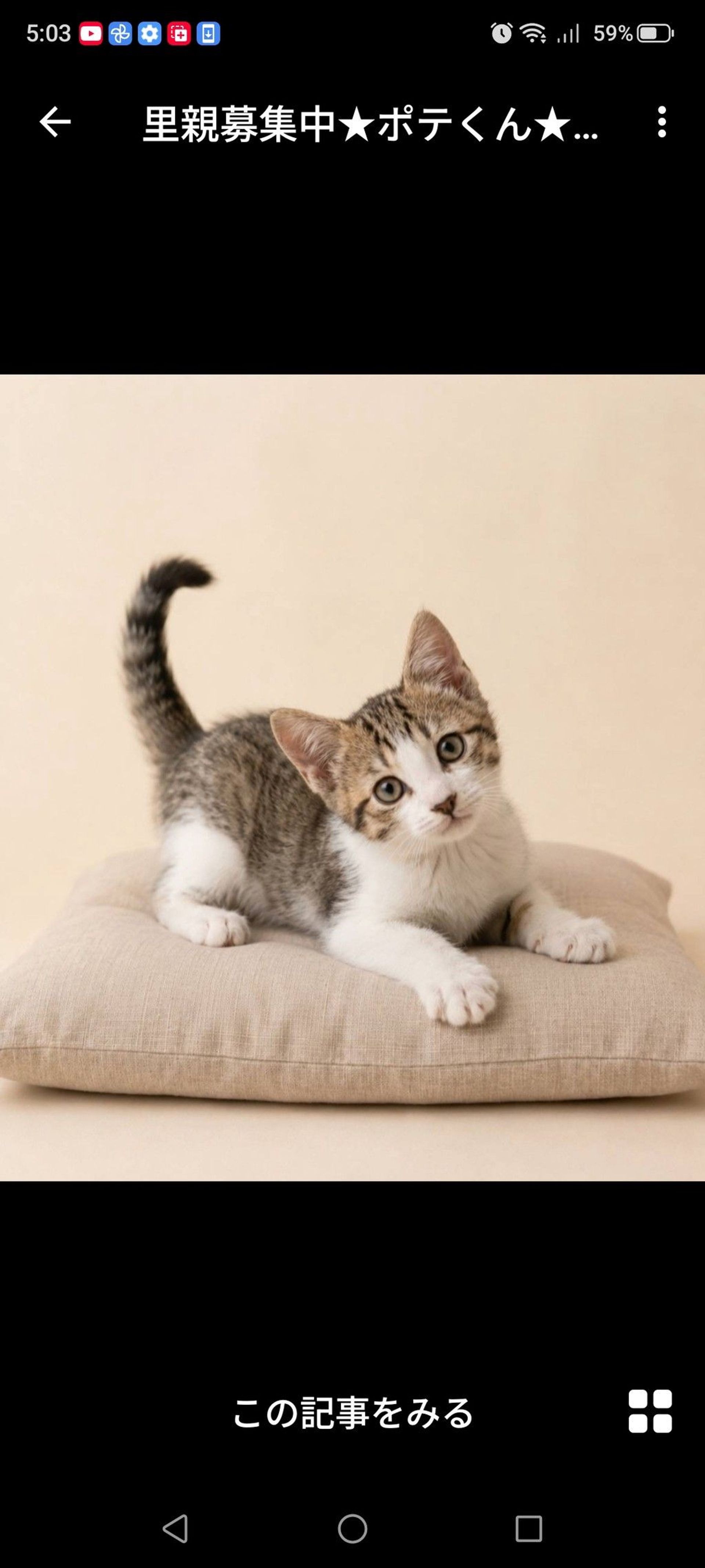 雑種（ミックス猫）・オスの里親募集の写真