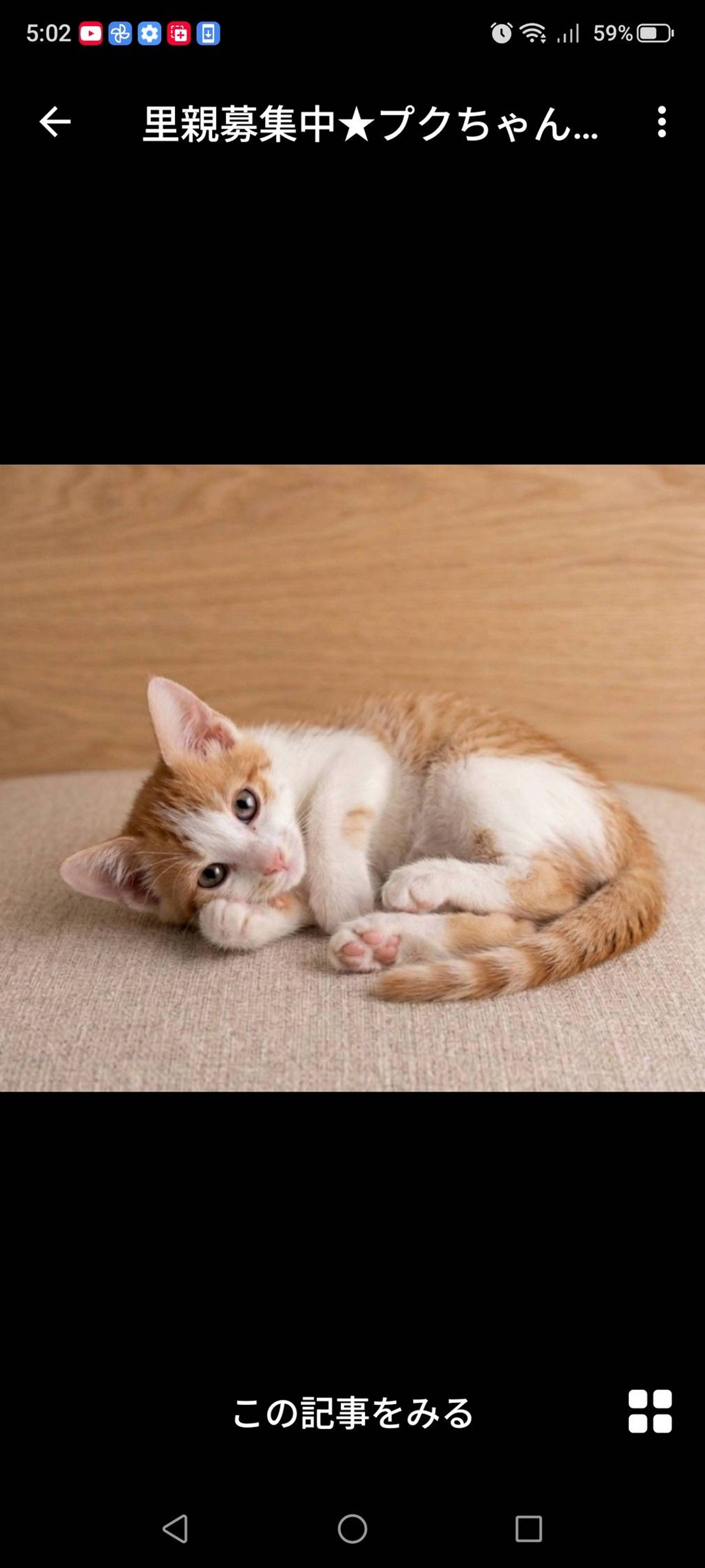 雑種（ミックス猫）・メスの里親募集の写真